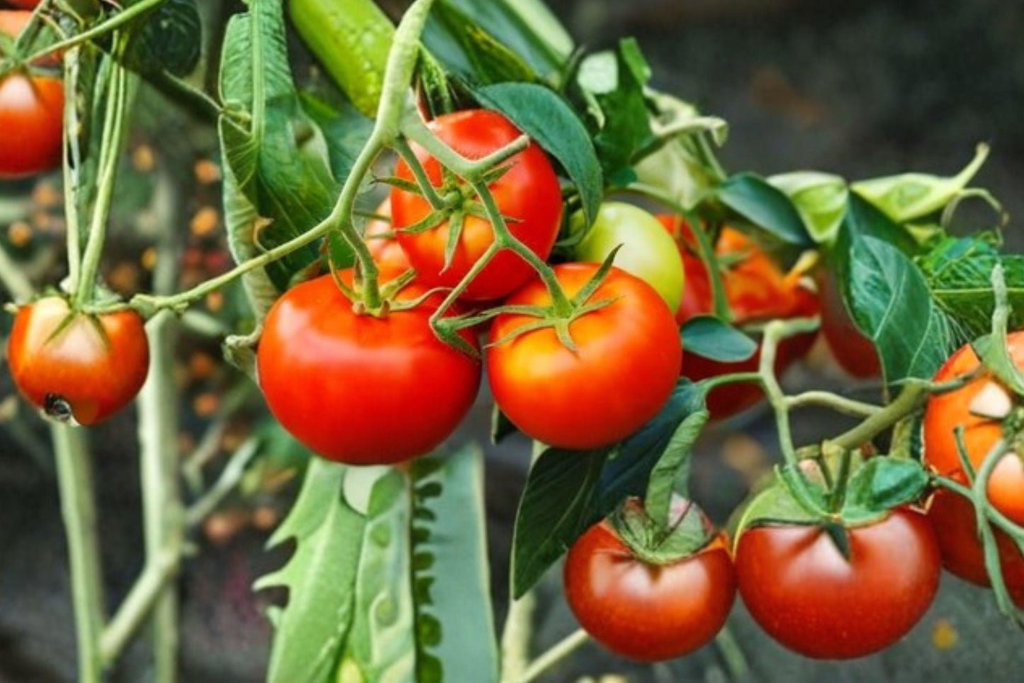 Trip L Crop Tomato Seeds - Rare Heirloom Tomato Tree Variety with Giant 15-Foot Vines, High Yield, Indeterminate, Heavy Fruit Production