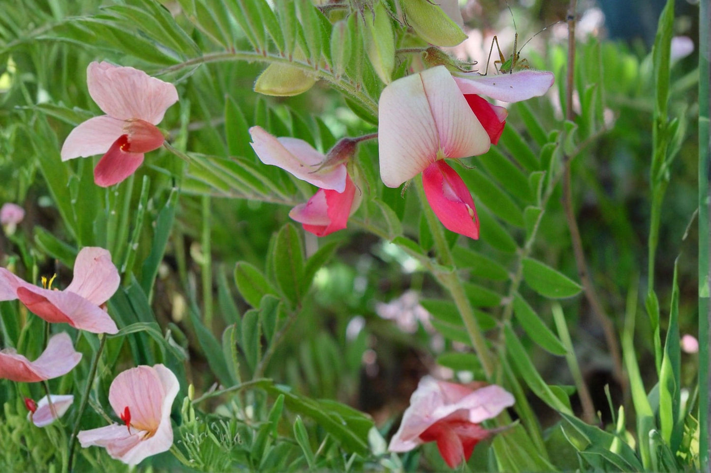 Goat's Rue Seeds – Tephrosia virginiana Perennial with Pink to Cream Flowers, Silvery Foliage, Drought Tolerant, Native Wildflower, Xeriscape Plant