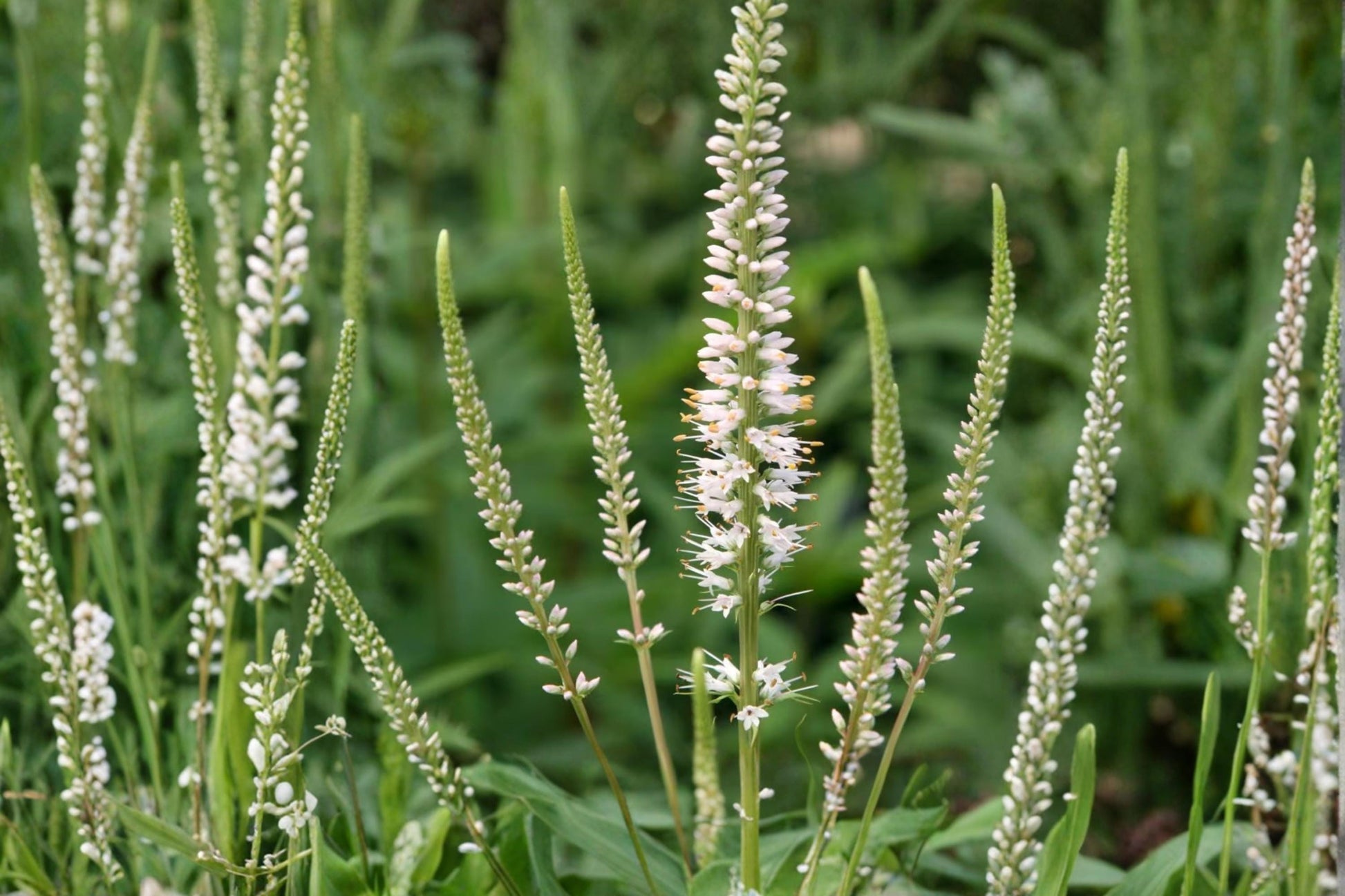 Culver's Root Seeds 500 Veronicastrum virginicum Native Perennial White Lavender Flower Spike Pollinator Garden