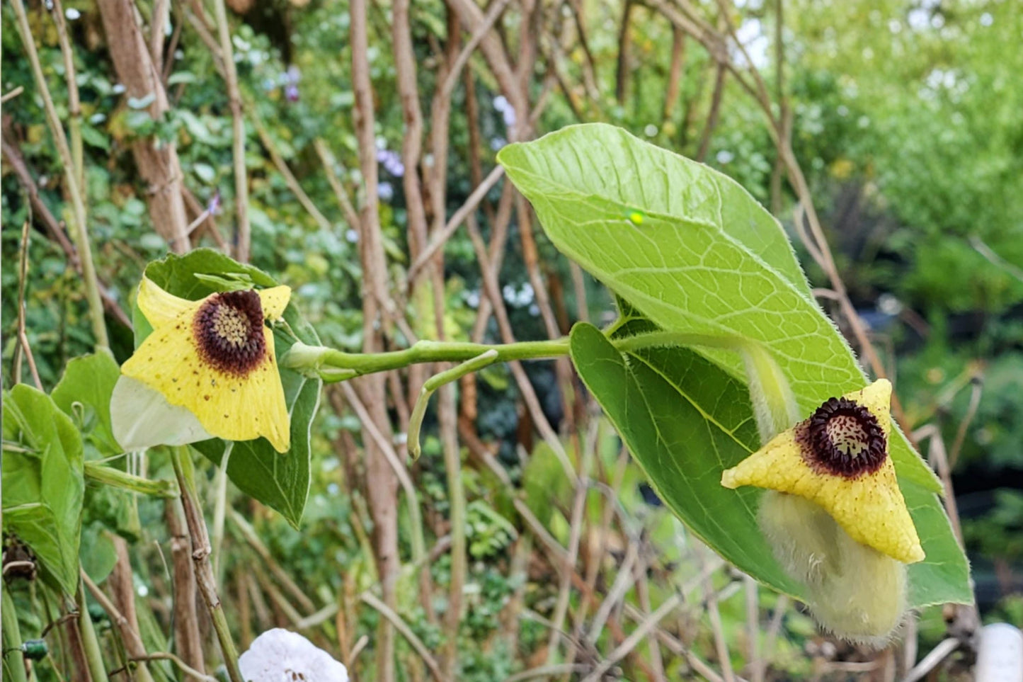 Woolly Dutchman's Pipevine Seeds – Aristolochia tomentosa, Deciduous Climbing Vine with Pipe-Shaped Flowers, Large Heart-Shaped Leaves