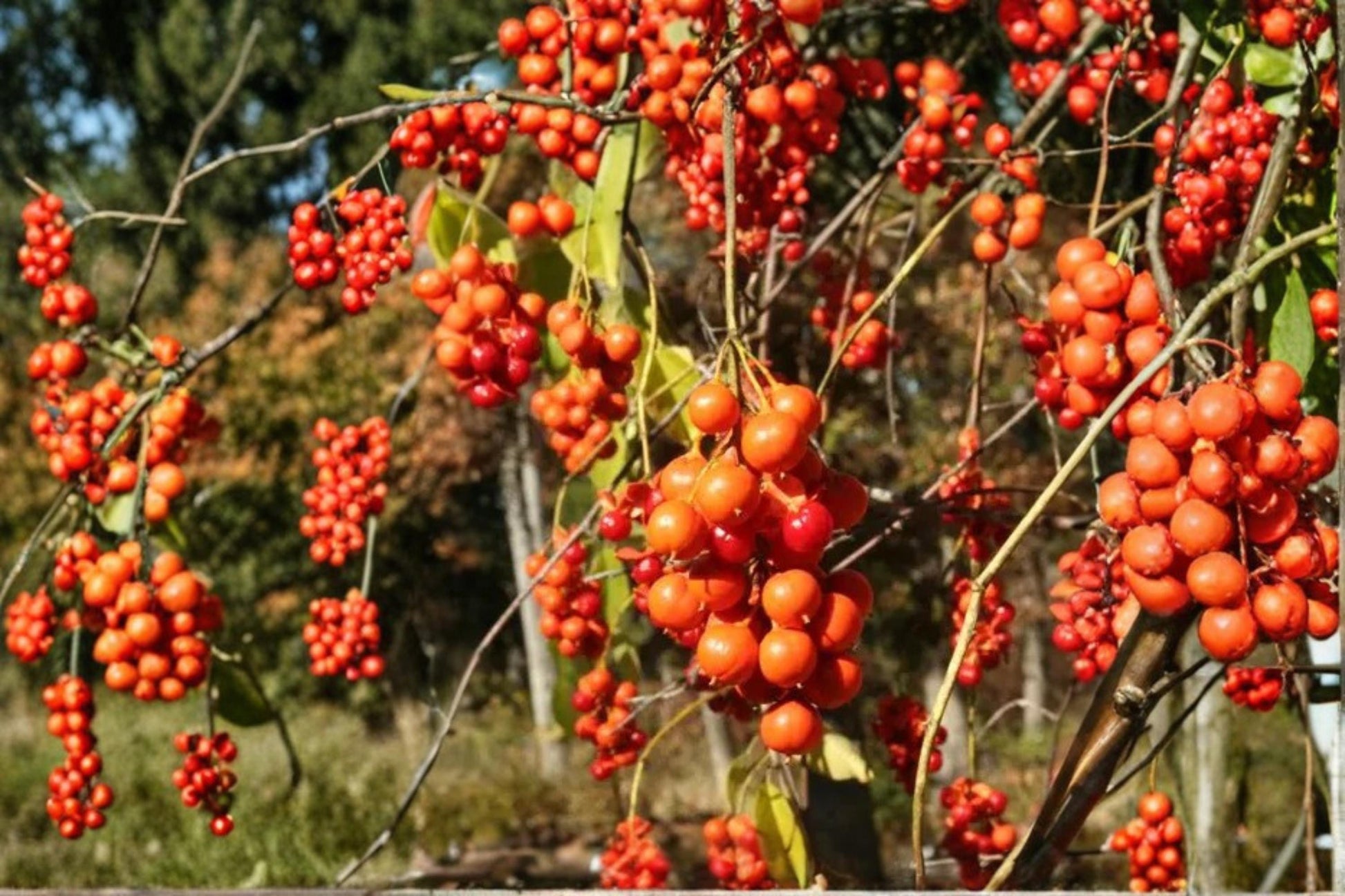 American Bittersweet Seeds – Celastrus scandens, Climbing Vine with Orange Berries, Native Deciduous Vine for Trellises & Gardens
