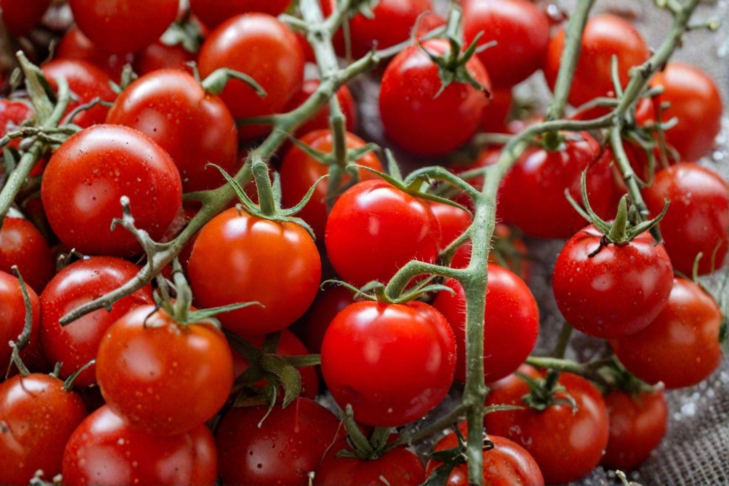 Sugar Bomb Cherry Tomato Seeds - Heirloom, Non-GMO, High Yield, Easy Grow, Compact Plant, Juicy Fruit