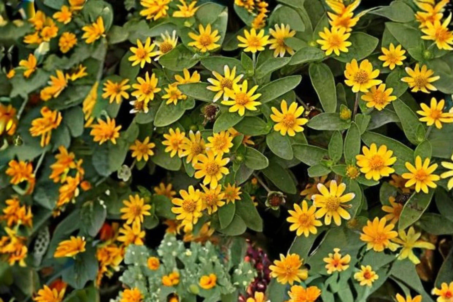 Creeping Zinnia Seeds 100 Sanvitalia procumbens Groundcover Annual Yellow Daisy Flowers