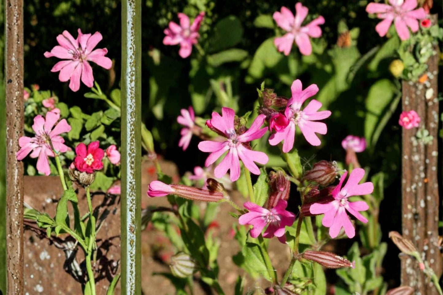 Nodding Catchfly Seeds, Silene pendula, Pink Flowers, Herbaceous Annual, Compact, Border & Container Plant, Rock Garden