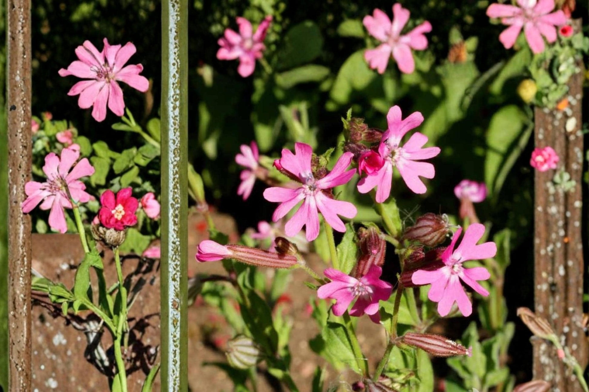 Nodding Catchfly Seeds, Silene pendula, Pink Flowers, Herbaceous Annual, Compact, Border & Container Plant, Rock Garden