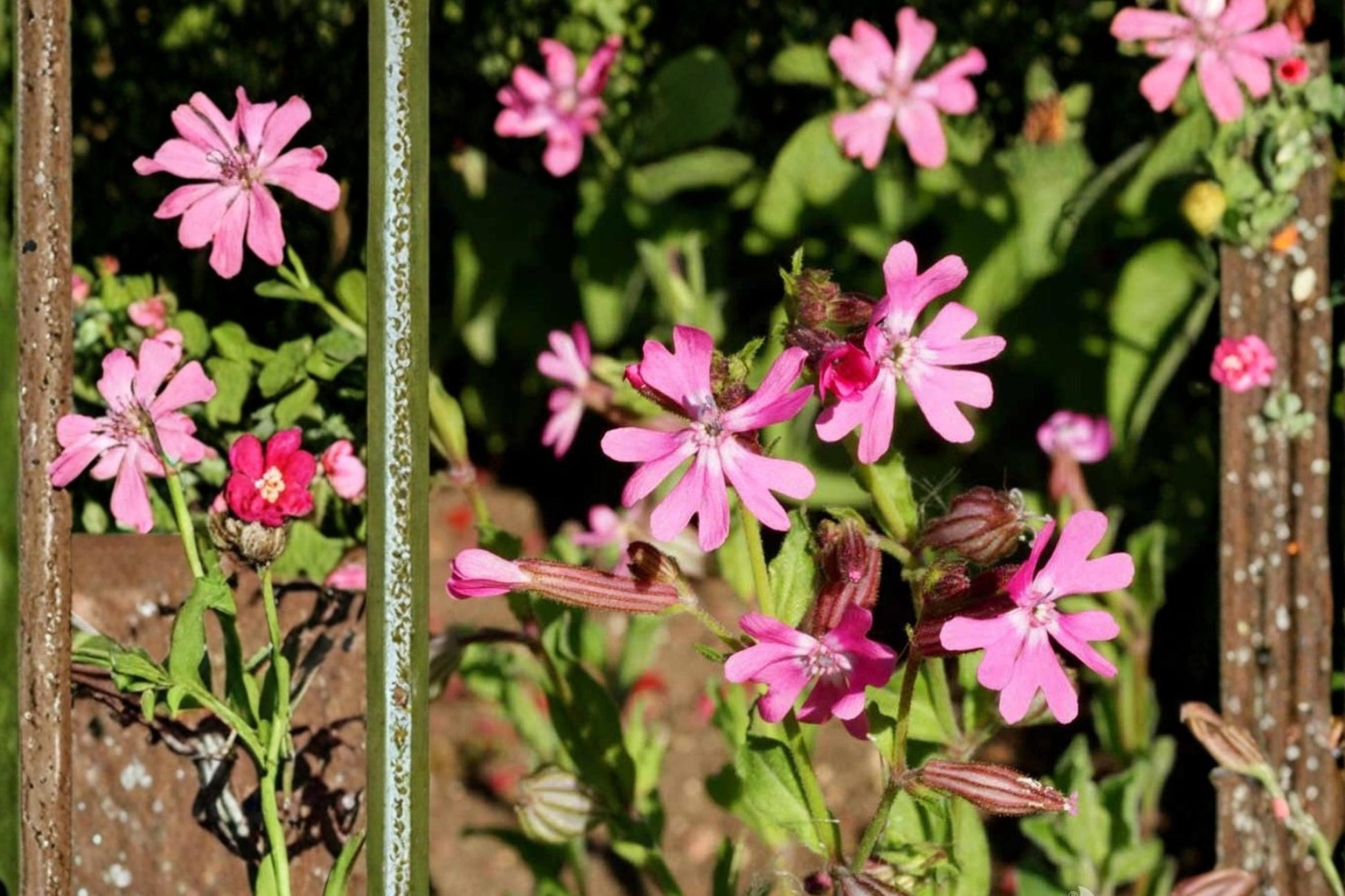 Nodding Catchfly Seeds, Silene pendula, Pink Flowers, Herbaceous Annual, Compact Plant for Borders & Containers
