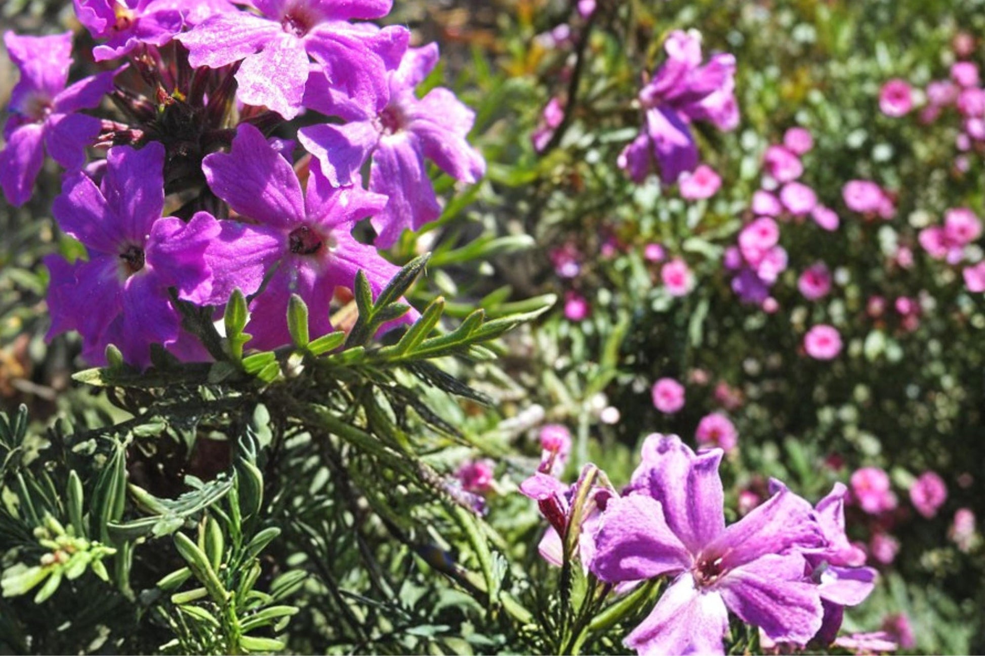 Moss Verbena Seeds 100 Pack – Verbena tenuisecta Low-Growing Groundcover with Purple Violet Flowers