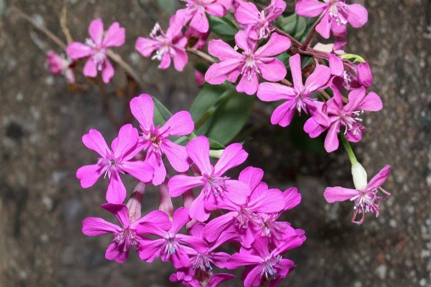 None So Pretty Catchfly Seeds – Silene armeria Herbaceous Annual with Bright Rose-Pink Flowers for Borders & Containers