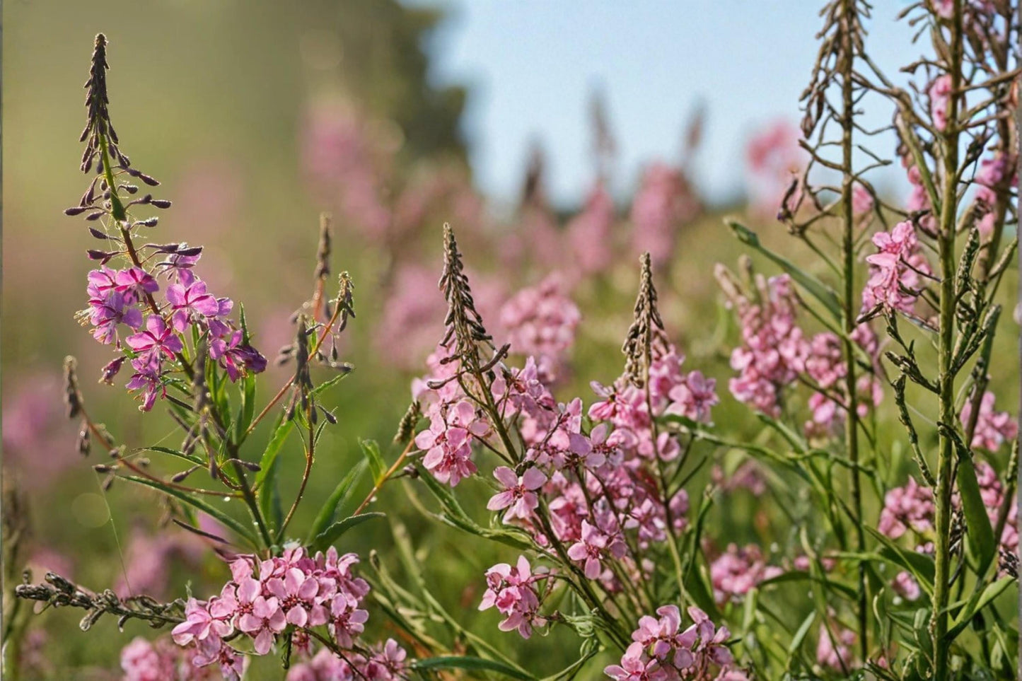 Fireweed Seeds 500 Pack – Pink to Purple Wildflower Perennial – Chamaenerion angustifolium for Meadow & Naturalized Gardens