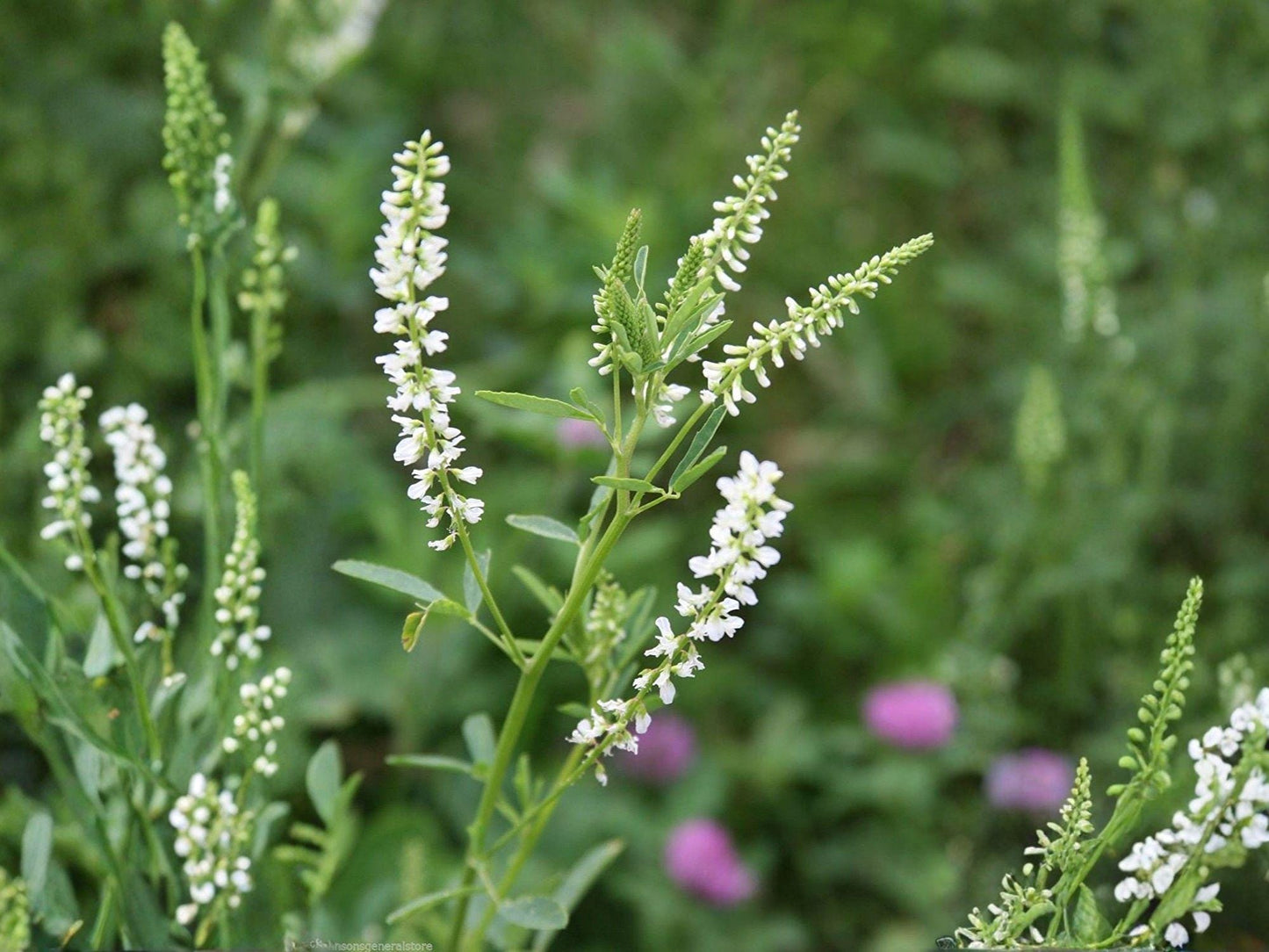 White Sweet Clover Seeds | Melilotus Alba Flowering Plant for Gardens & Natural Landscapes, 100 Seeds