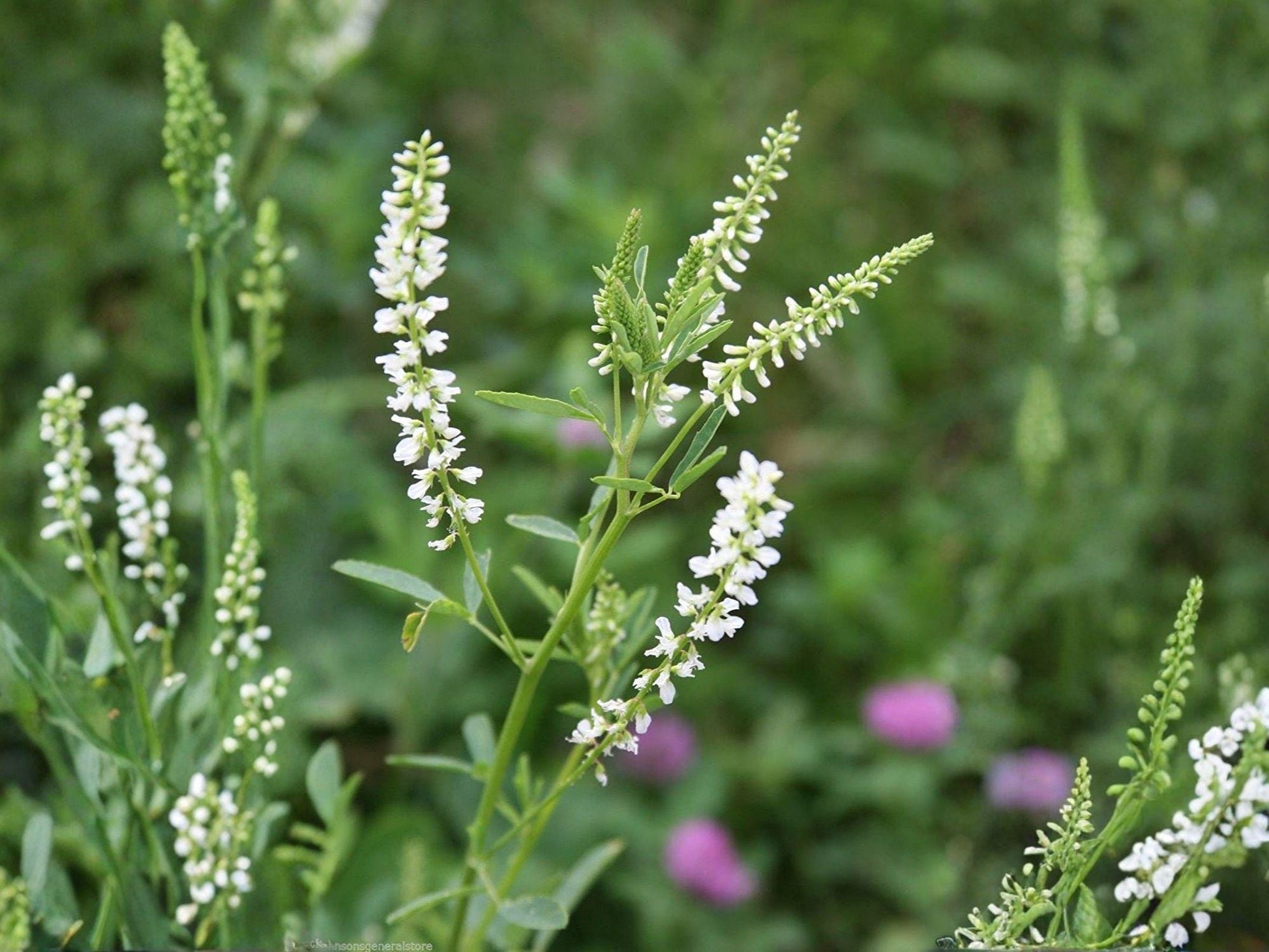 White Sweet Clover Seeds | Melilotus Alba Flowering Plant for Gardens & Natural Landscapes, 100 Seeds