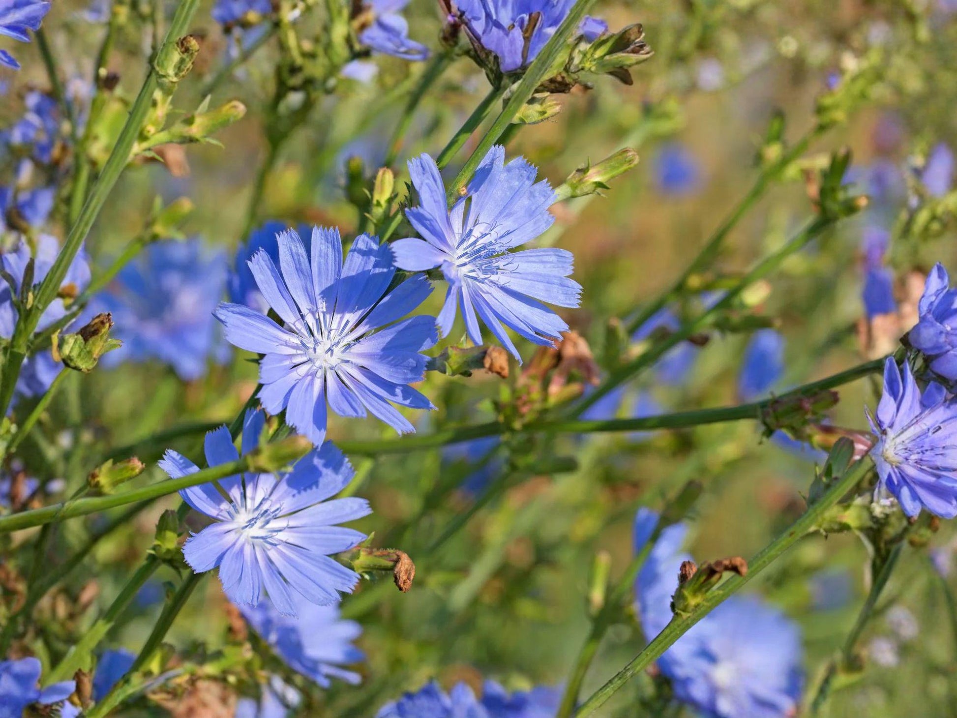 Blue Chicory Flower Seeds | Cichorium Intybus | Bright Blue, Perennial Garden Plant, 100 Seeds