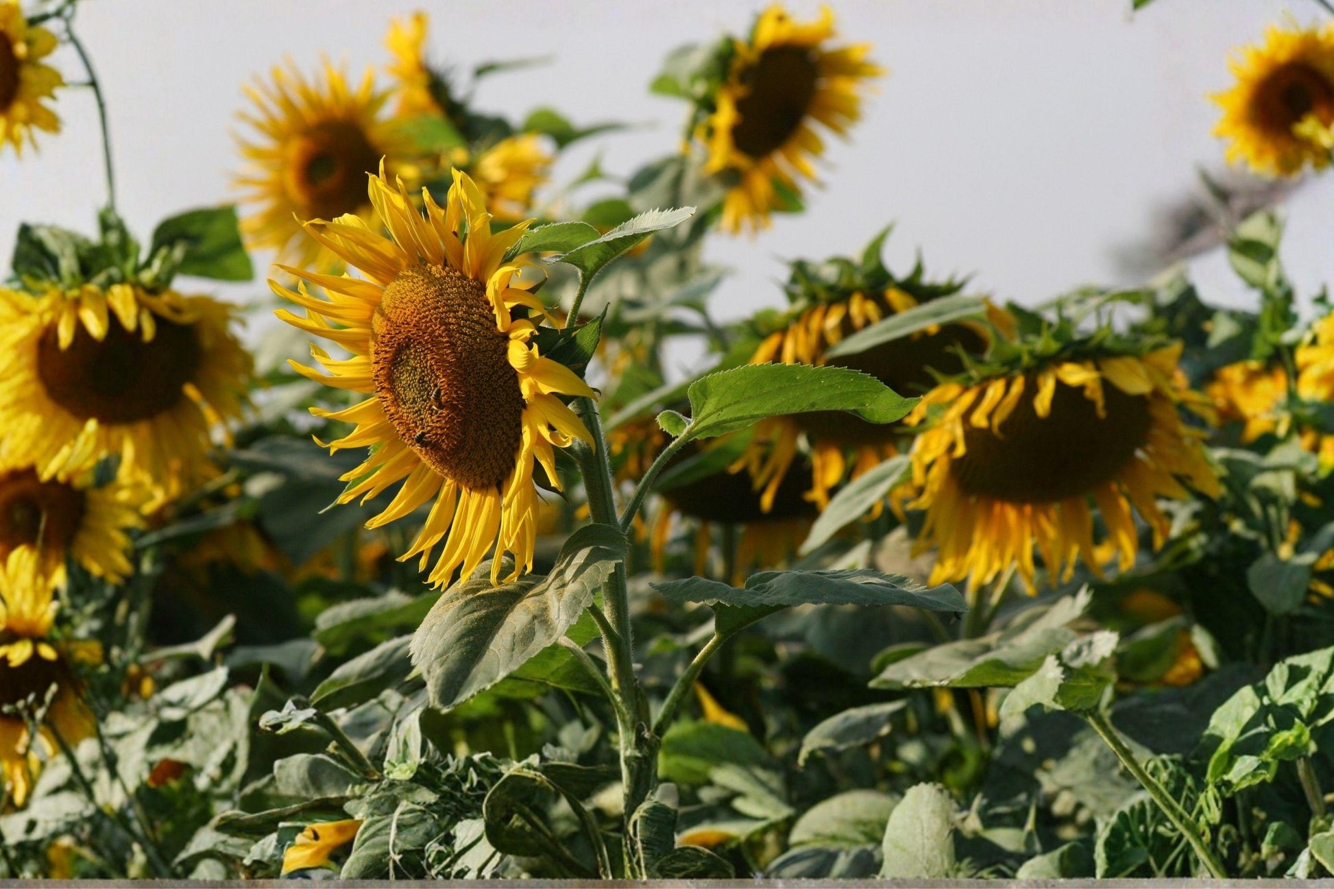 Giant Sunflower Seeds - Mammoth Grey Stripe Heirloom Variety for Tall, Large Blooms and Edible Seeds