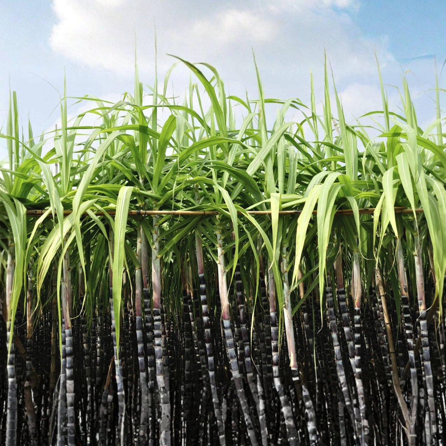 Sugar Cane Seeds (Saccharum officinarum) 1000 Count for Syrup, Rum, Tall Perennial Grass for Juice and Sugar