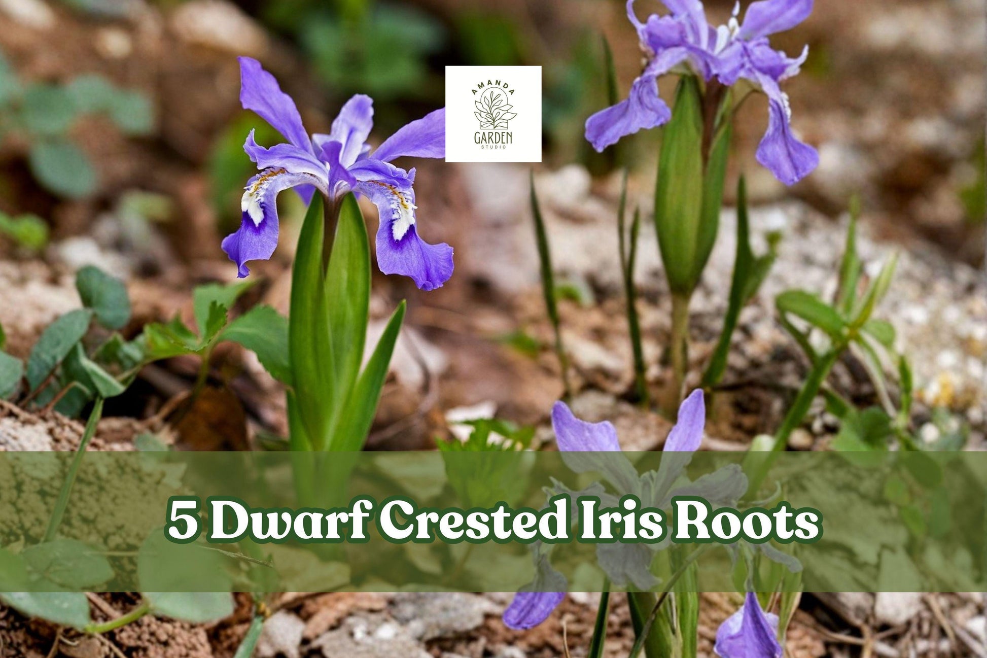 Dwarf Crested Iris Roots Perennial Flower Bulbs Iris cristata Low-Growing Ground Cover Easy Care