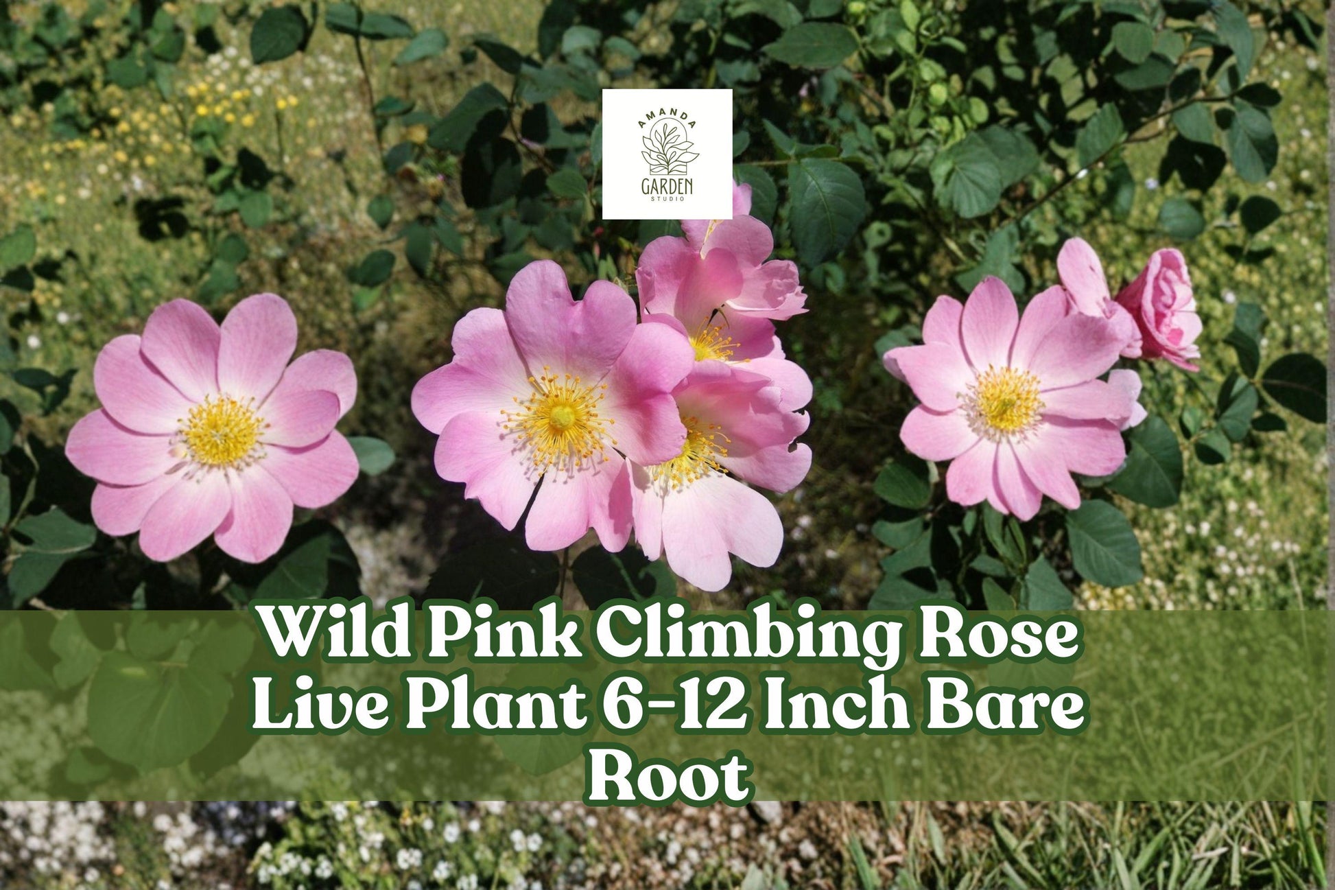 Wild Pink Climbing Rose Live Plant, 6-12 Inch Bare Root, Pink Flowering Vining Rose Rosa spp. for Garden Trellis & Fence