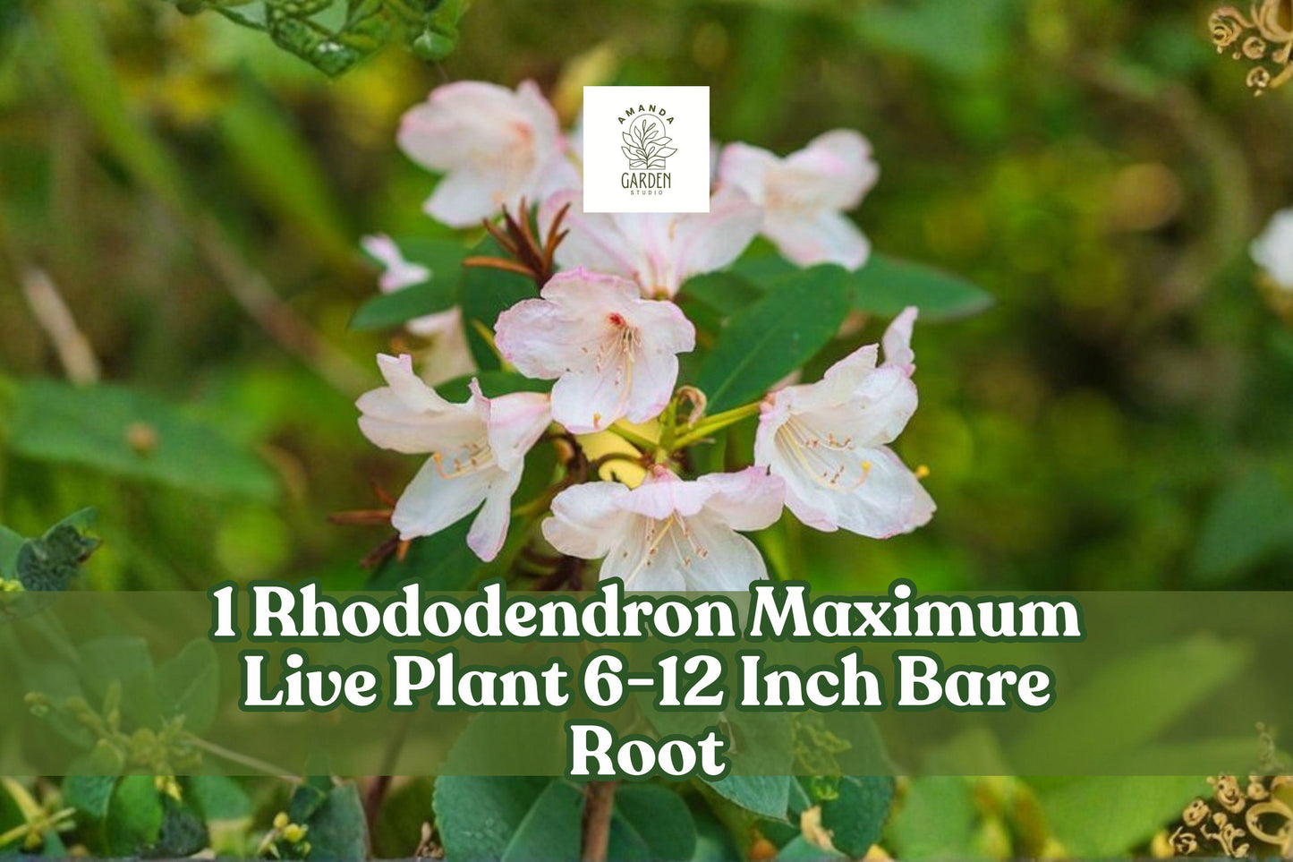 Rhododendron Maximum Live Plant | 6-12 Inch Bare Root Evergreen Shrub with White-Pink Blooms | Garden, Border, Shade Plant