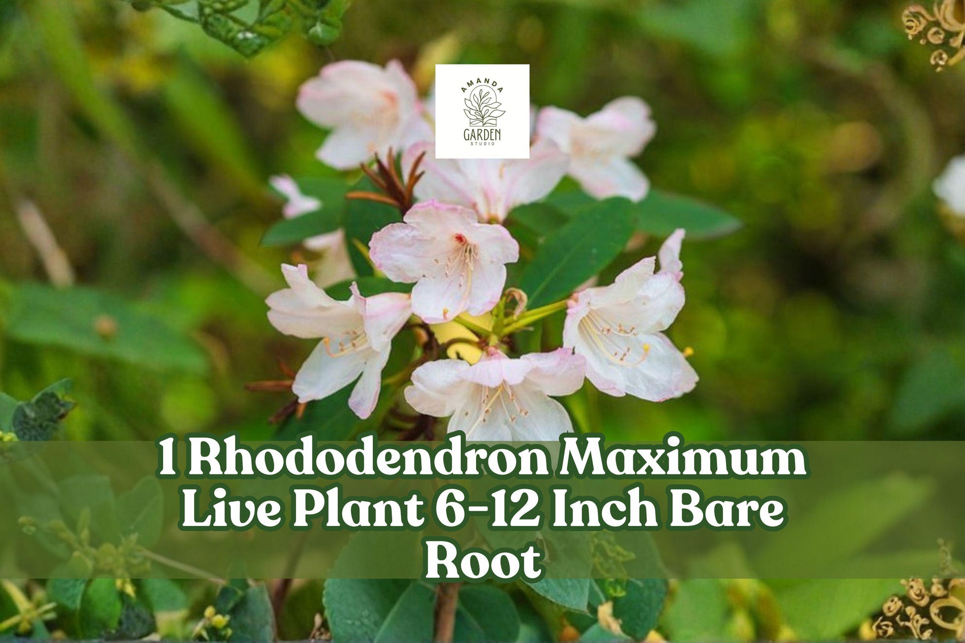 Rhododendron Maximum Live Plant | 6-12 Inch Bare Root Evergreen Shrub with White-Pink Blooms | Garden, Border, Shade Plant