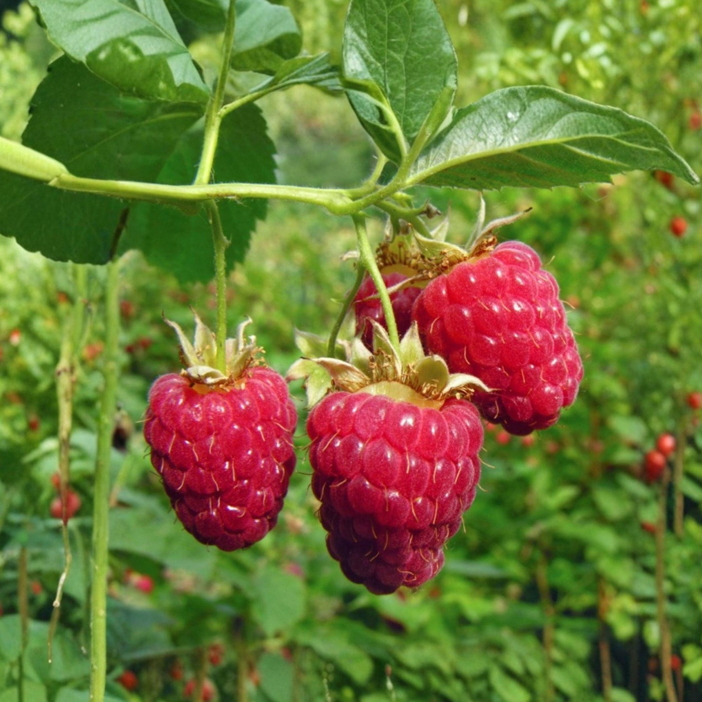 Tulameen Raspberry Seeds, Rubus idaeus, Sweet Red Berry Fruit Shrub, Edible Garden, 200 Seeds