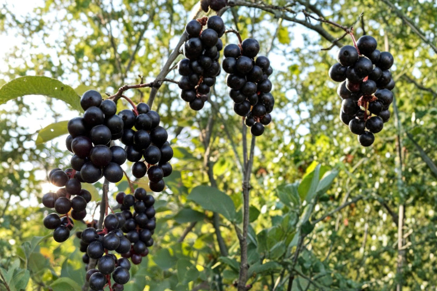 Black Chokecherry Seeds – Prunus virginiana – Edible Fruit, Wildlife Habitat, Hedgerow Plant, Native Shrub Seed