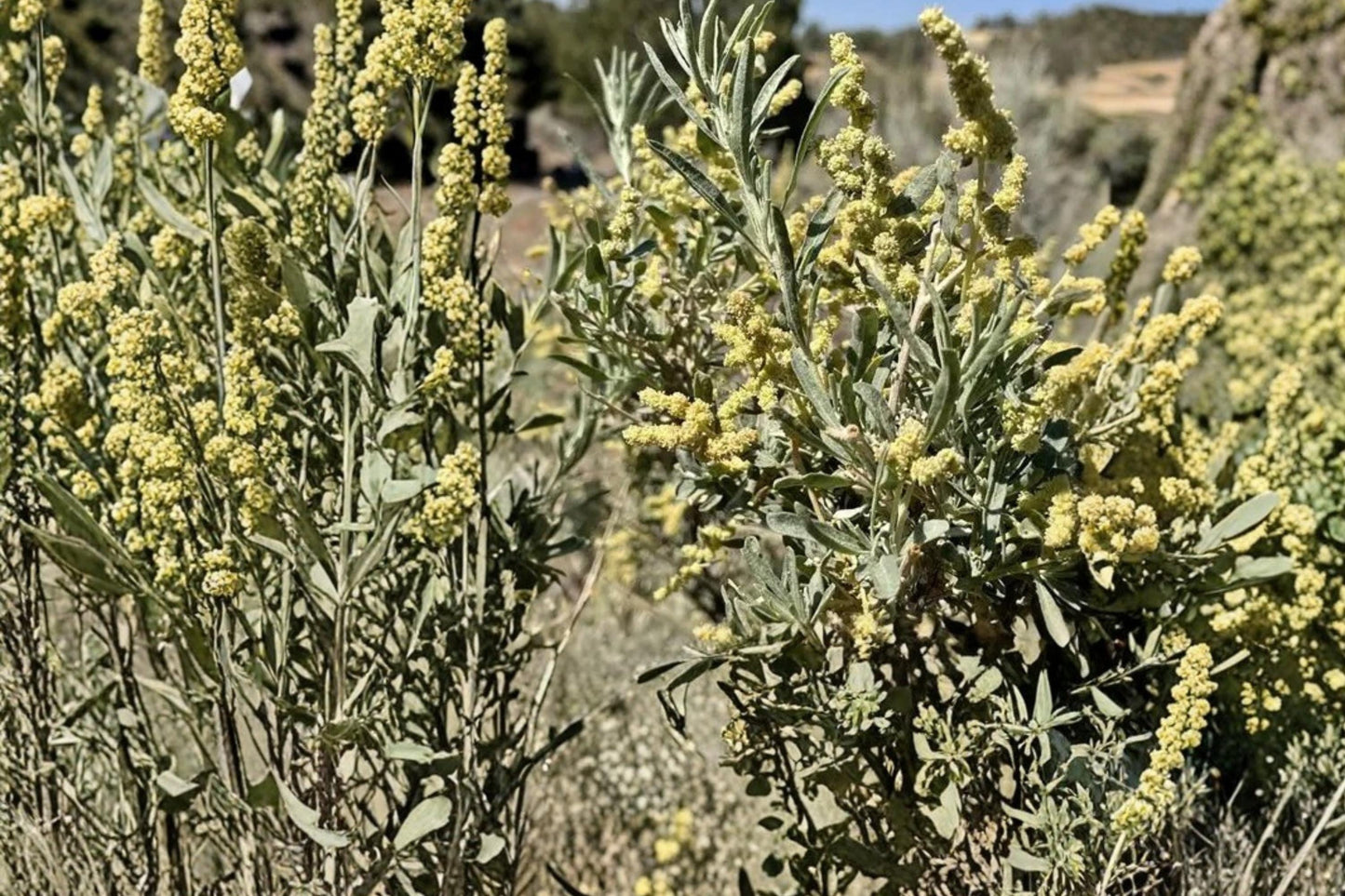 Fourwing Saltbush Seeds – Atriplex canescens, Drought Tolerant Native Shrub for Arid Landscapes
