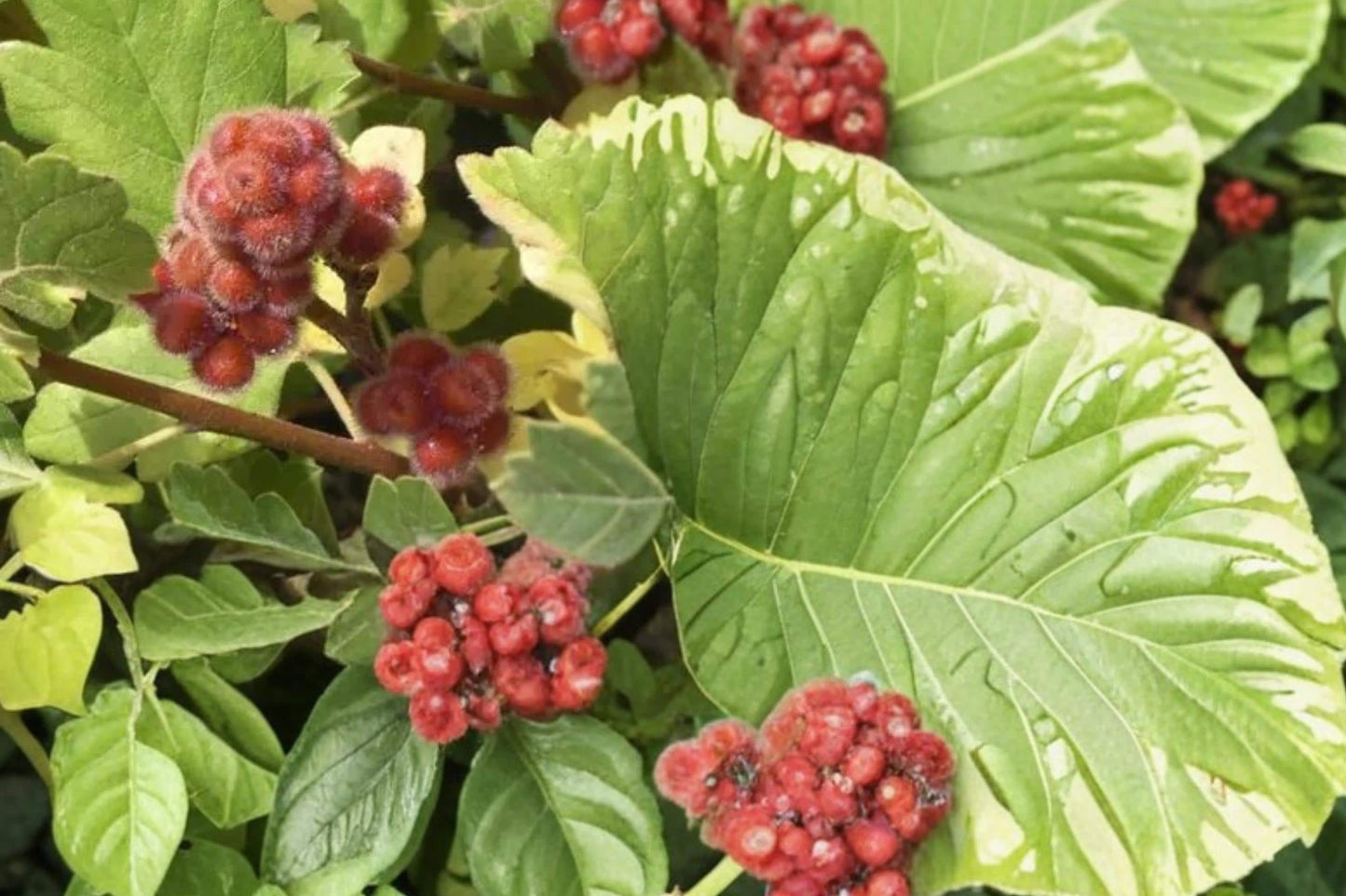 Skunkbrush Sumac Seeds – Rhus trilobata Native Drought Tolerant Shrub for Erosion Control & Habitat Restoration
