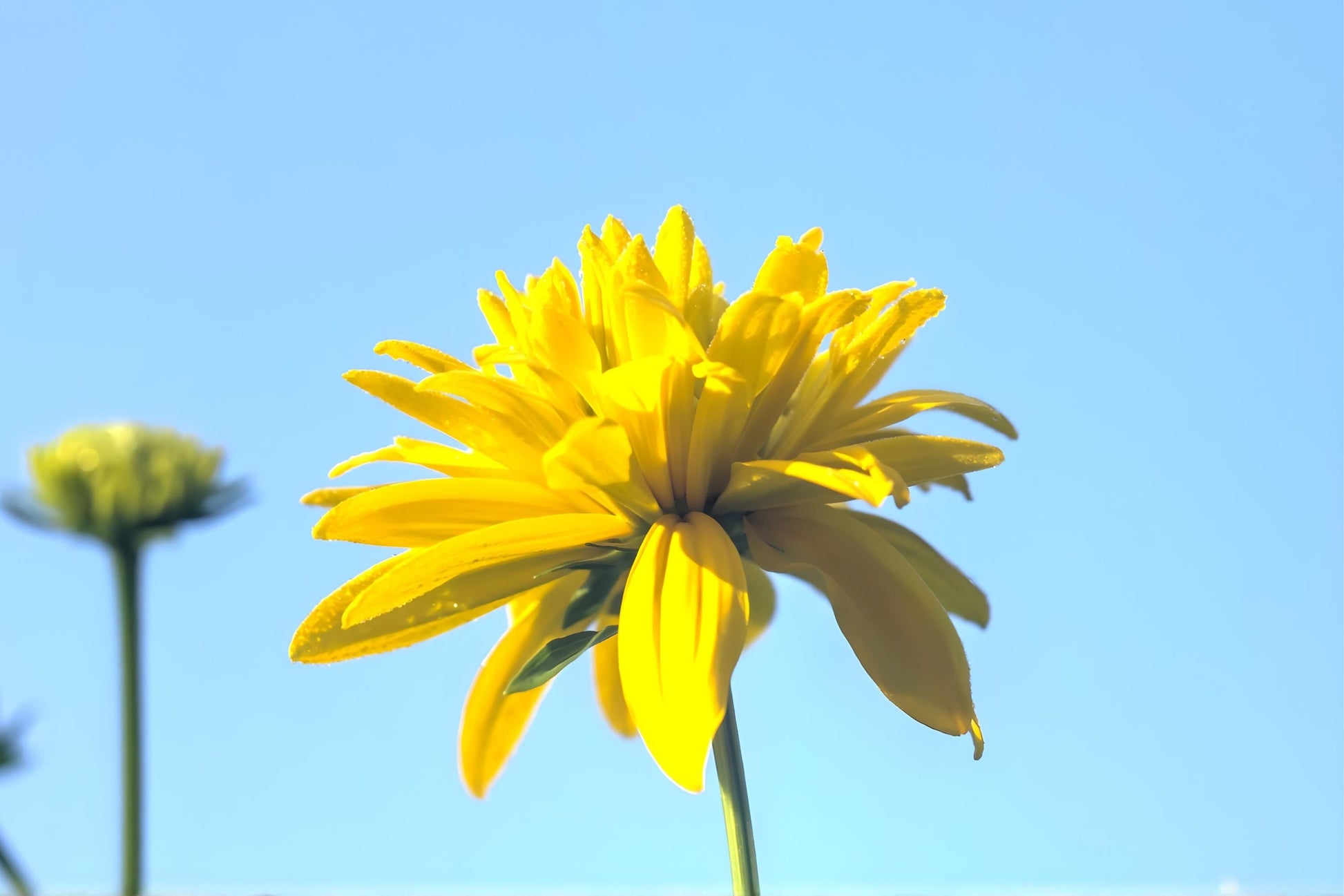 Cutleaf Coneflower Seeds (50) | Rudbeckia laciniata Wild Native Tall Flower for Pollinator Gardens