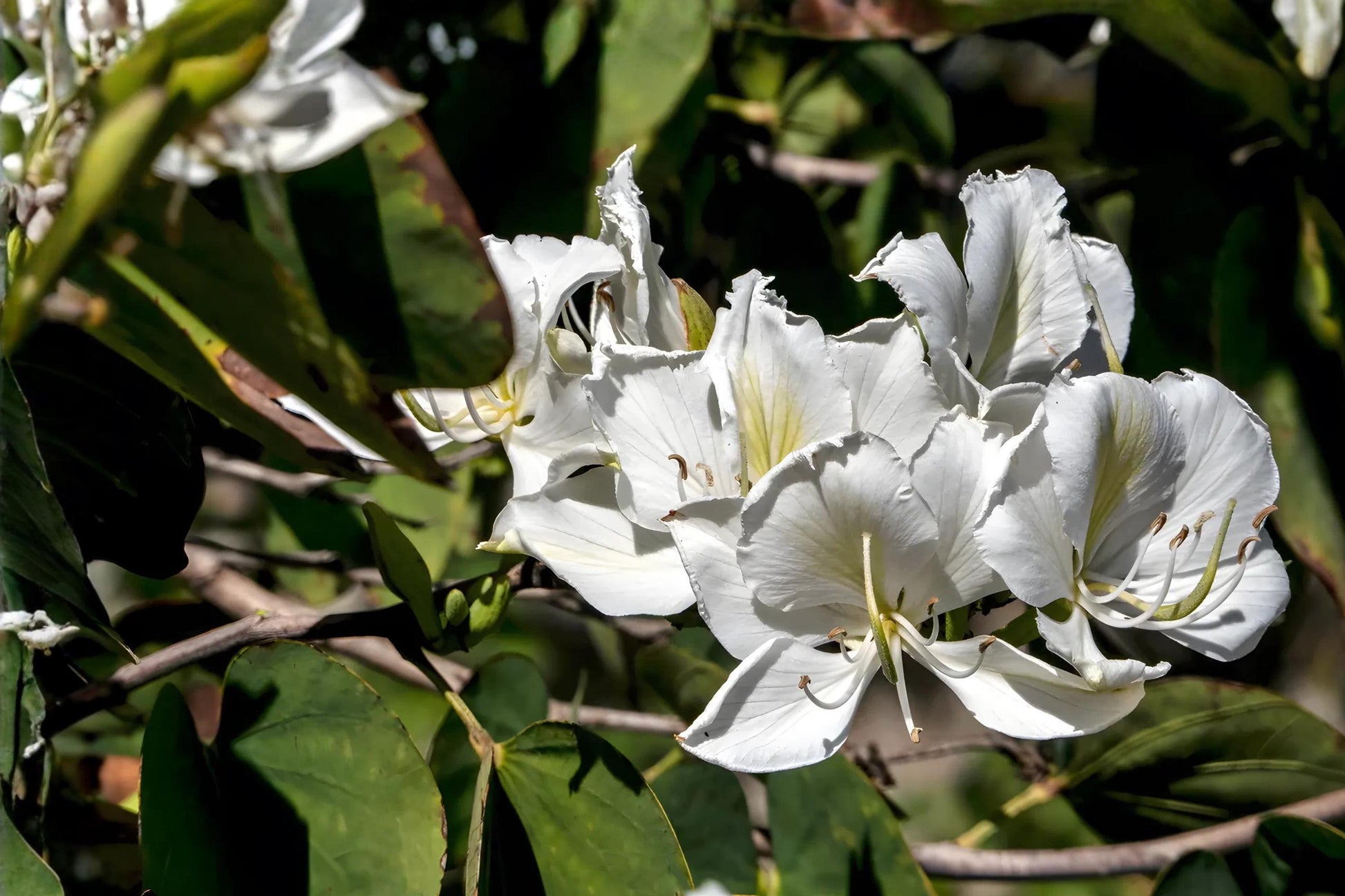 White Orchid Tree Seeds (Bauhinia variegata var. candida) – Ornamental Tropical Plant for Gardens and Landscapes