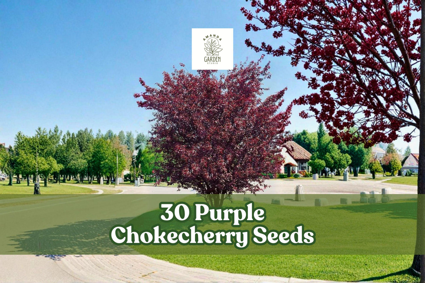 Purple Chokecherry Seeds – Ornamental Tree with Deep Purple Foliage, Berries, Prunus virginiana ‘Shubert’ for Landscaping & Privacy