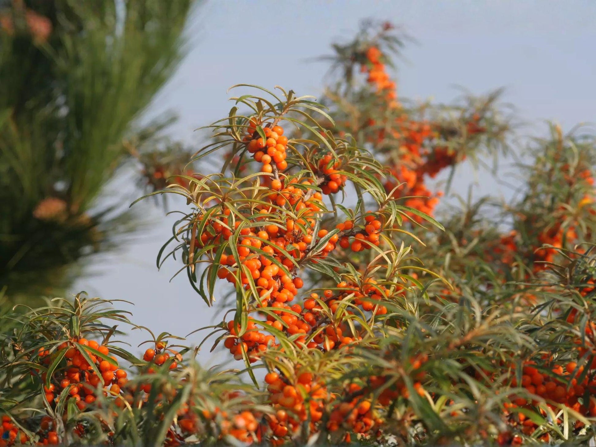 Sea Buckthorn Seeds, Heirloom, Non-GMO, Hippophae rhamnoides, Hardy Shrub for Permaculture, Natural Garden, Hedgerows, Drought Tolerant