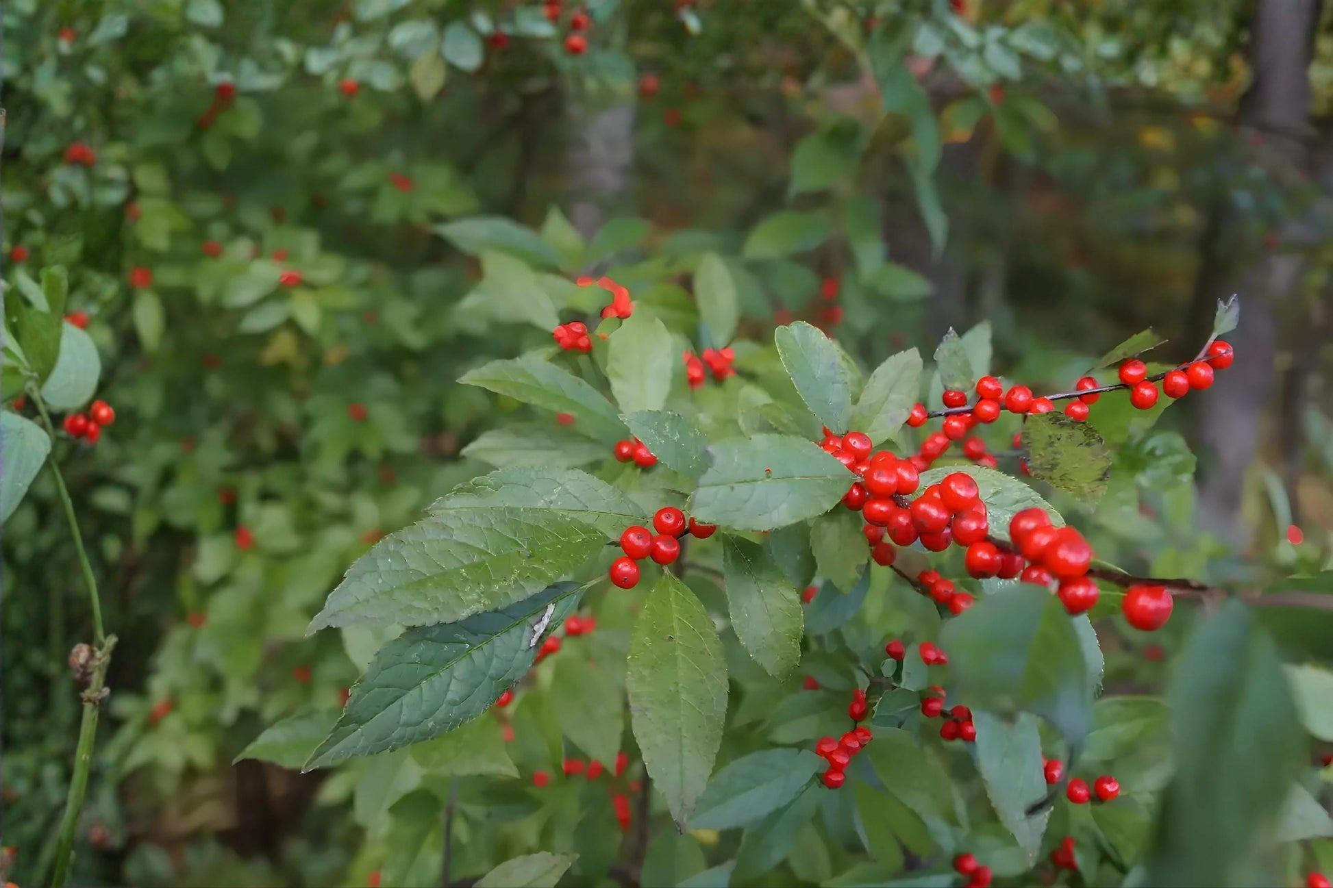Mountain Holly Seeds – Native Ilex montana for Woodland Gardens & Wildlife Habitats, Bright Red Berries, Hardy Shrubs, 10 Seeds