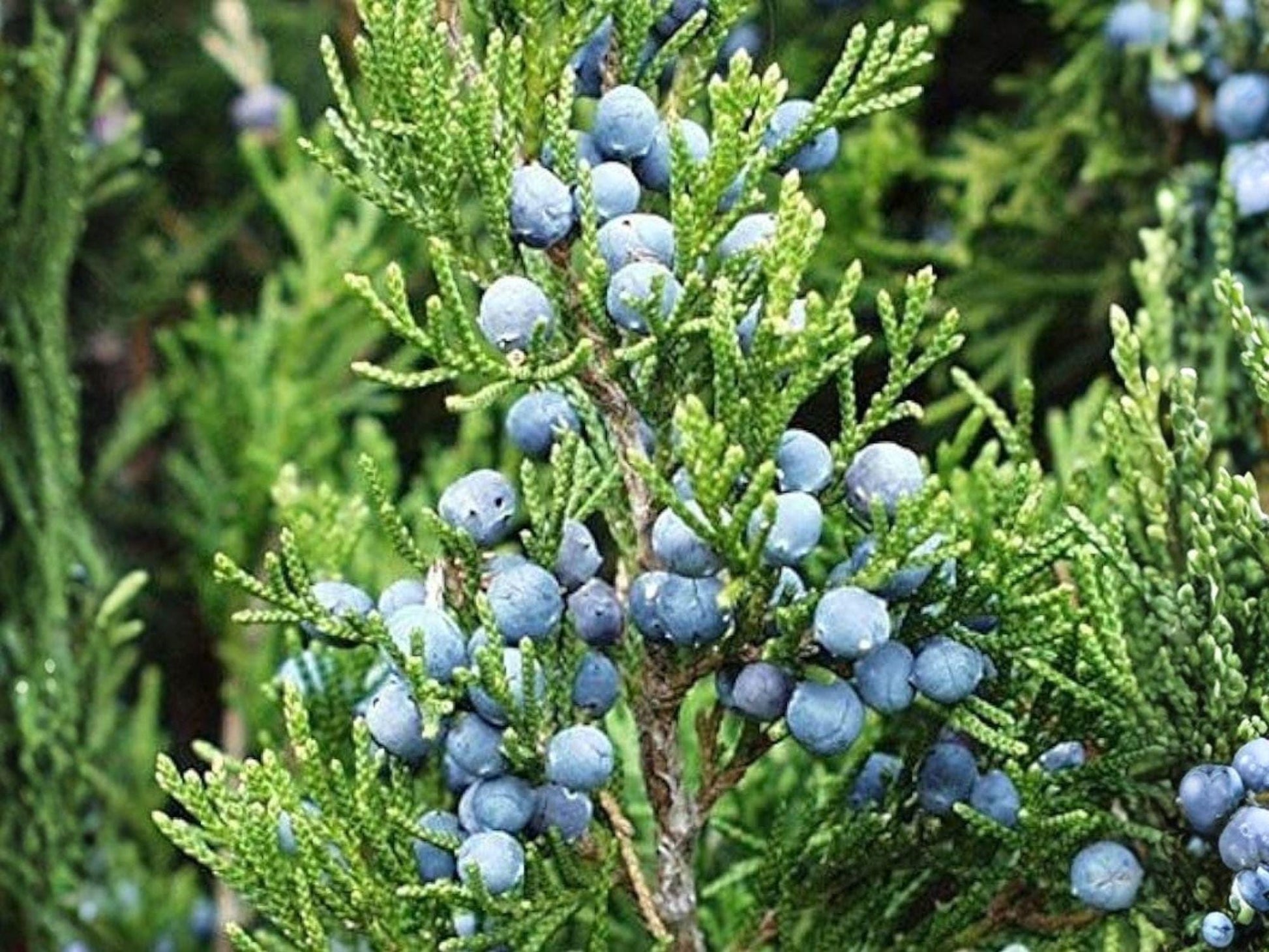Eastern Red Cedar Seeds – Juniperus virginiana Heirloom Native Evergreen Tree for Garden, Landscaping & Windbreaks