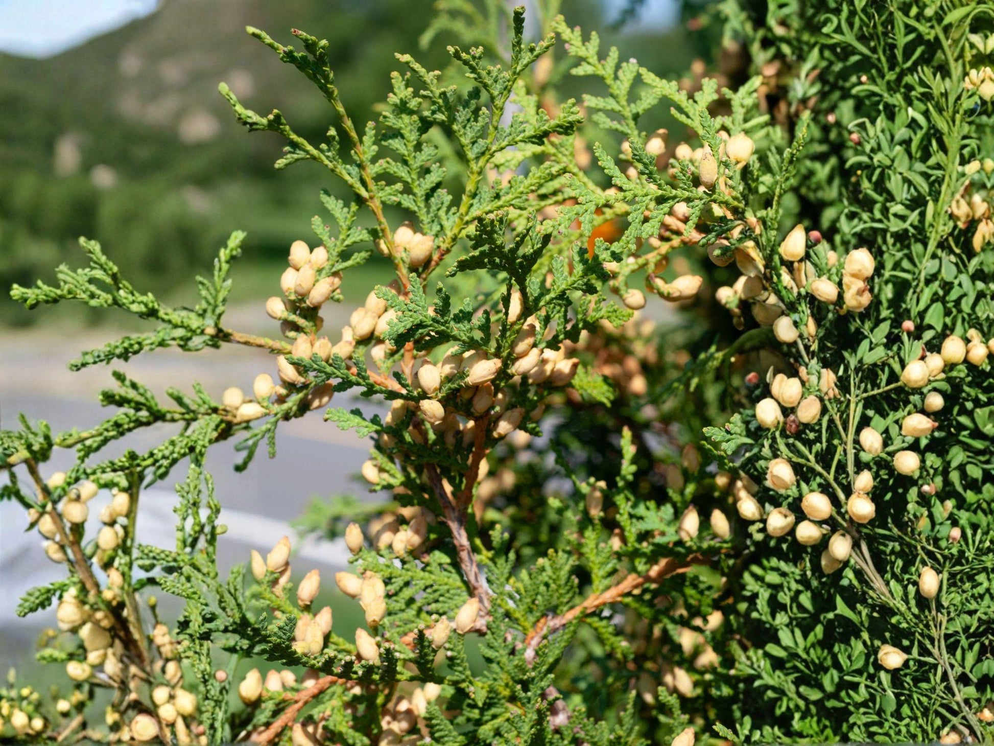 Eastern Arborvitae Seeds | Heirloom, Non-GMO Thuja occidentalis for Privacy Hedges & Evergreen Landscaping