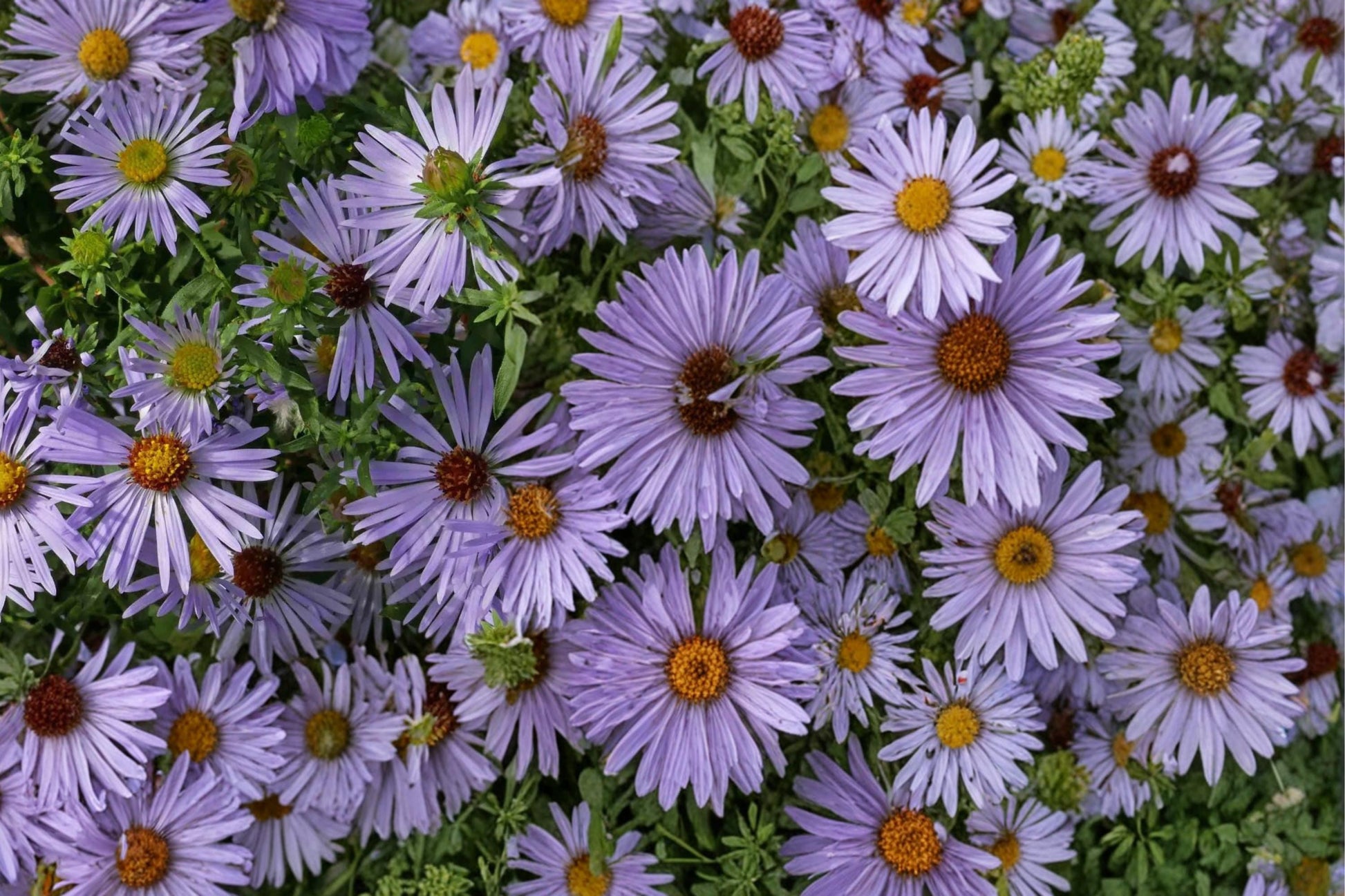 Aromatic Aster Seeds 100 Pack – Symphyotrichum oblongifolium – Drought Tolerant Perennial with Purple Blue Daisy Flowers