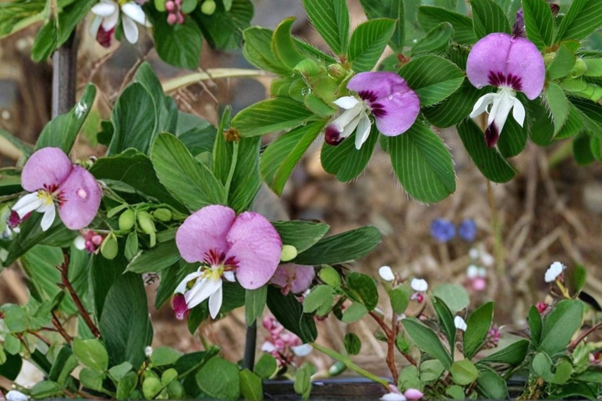 Korean Lespedeza Seeds – Herbaceous Annual Groundcover with Pink to Purple Flowers – Kummerowia stipulacea, 100 Seeds