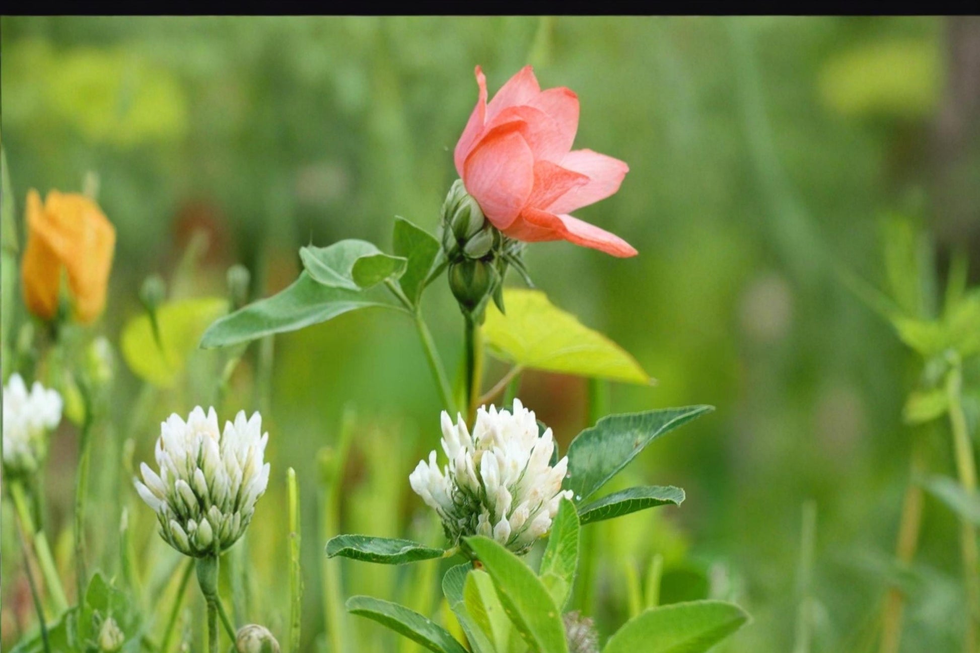 Berseem Clover Seeds 100 Pack – Trifolium alexandrinum, Egyptian White Flower Annual Legume for Cover Crops & Forage