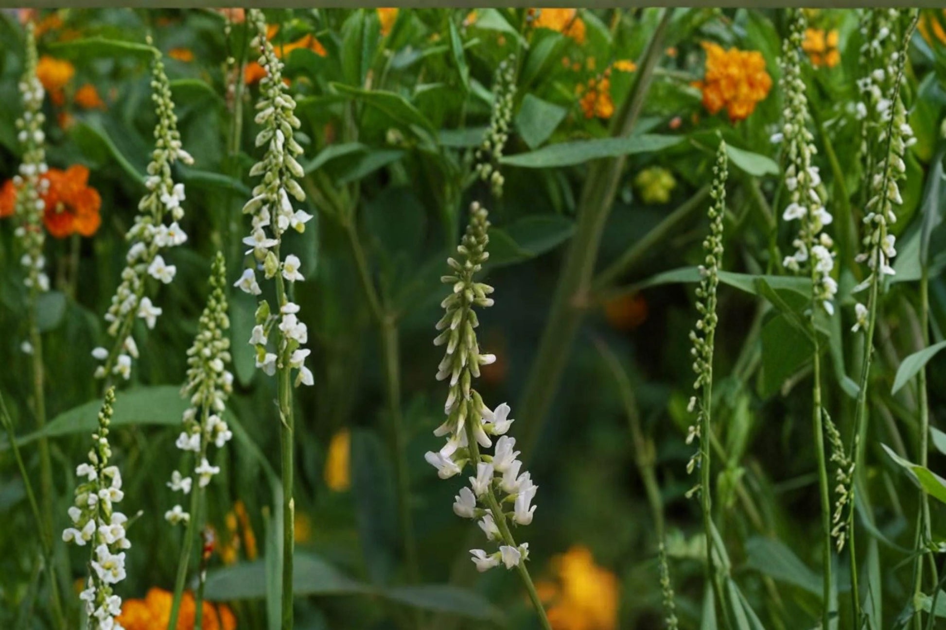 White Sweet Clover Seeds – Melilotus alba Herbaceous Legume for Meadows, Soil Improvement, Drought Tolerance, 100 Seeds