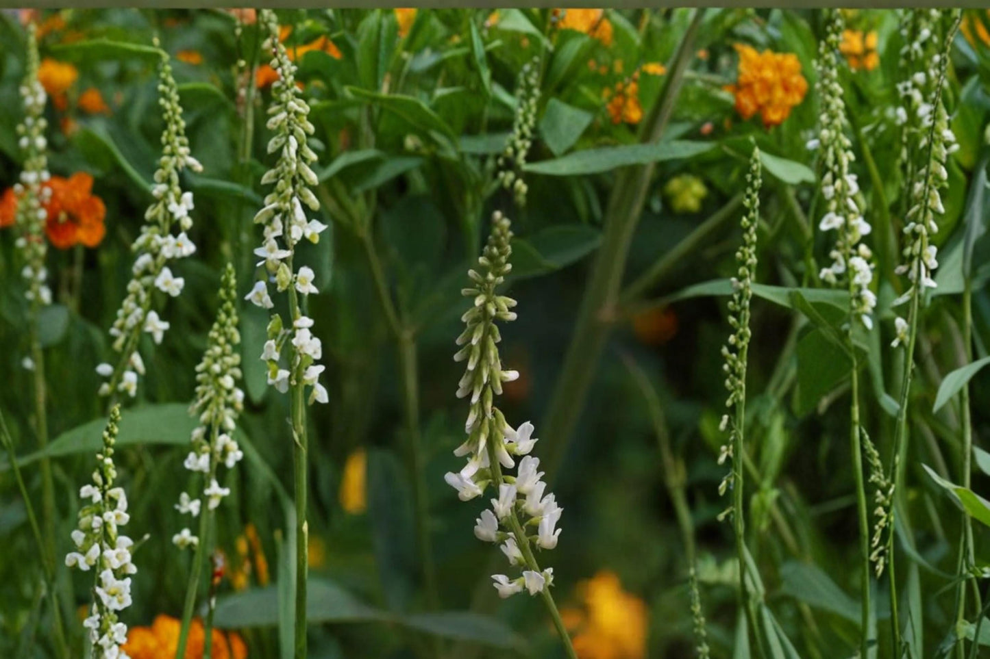 White Sweet Clover Seeds – Melilotus alba Herbaceous Biennial Legume for Meadows, Soil Improvement, Drought Tolerance, 100 Seeds