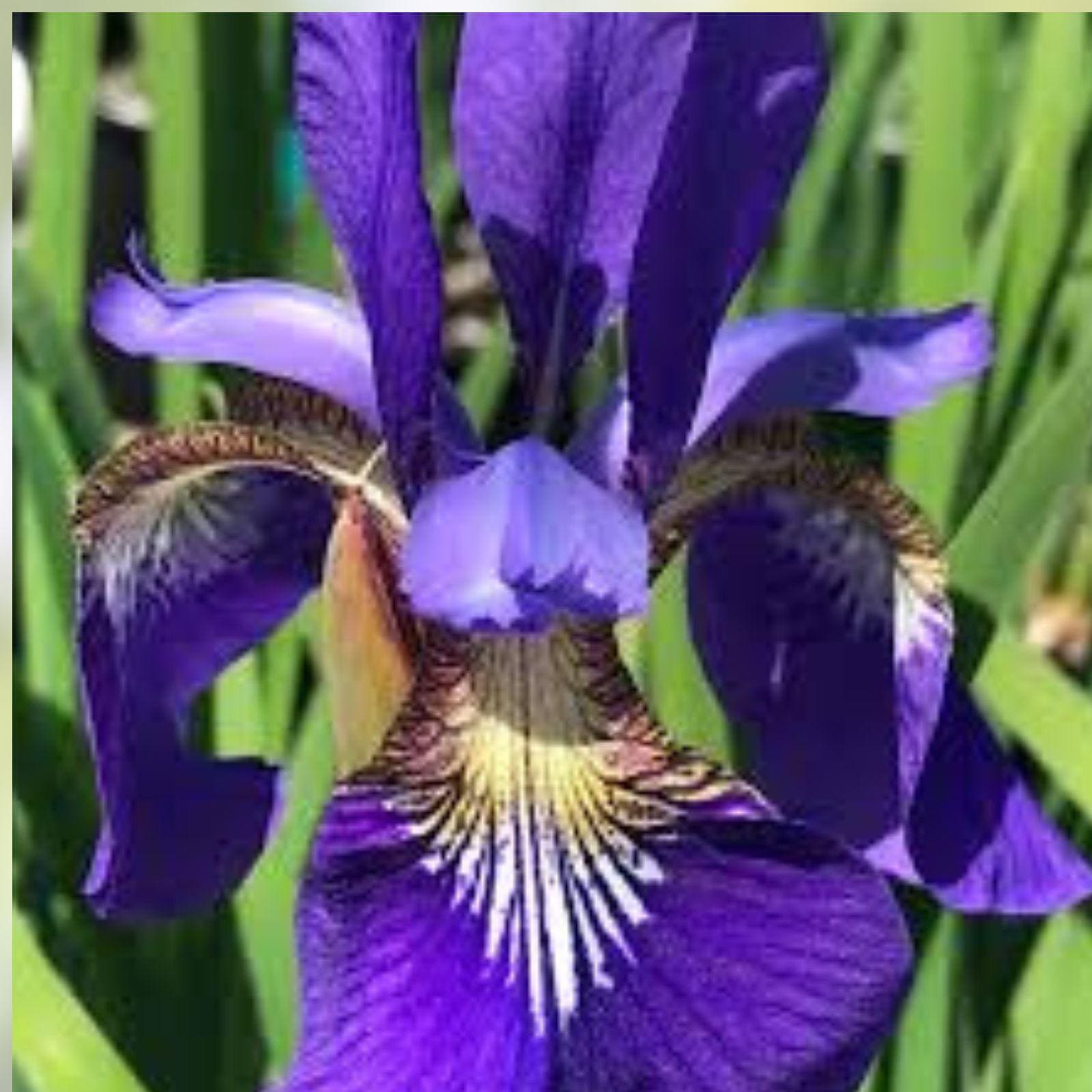 Japanese Iris ‘Caesar’s Brother’ – Deep Purple Flowering Perennial, 3 Bare Root Rhizomes, Iris ensata