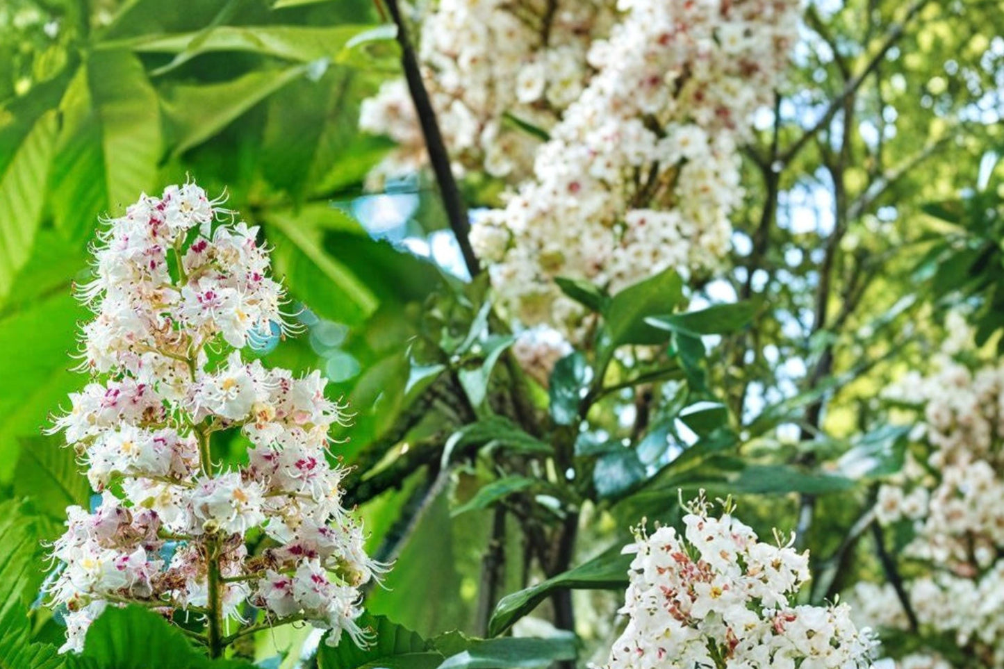 Horse Chestnut Seeds – Aesculus hippocastanum, Ornamental Deciduous Tree, Landscape Planting, Garden Tree Seed