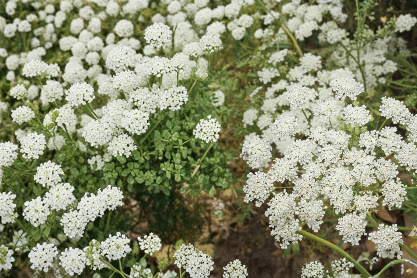 Bishop's Flower Seeds, Ammi majus, White Lace-like Annual for Borders & Cuttings, 100 Seeds