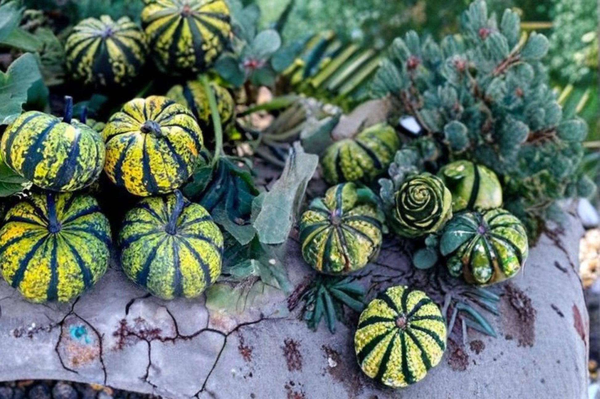Phantomita Pumpkin Seeds – Mini Ribbed Green Pumpkin with Speckled Striping – Cucurbita pepo, Ornamental & Culinary Use