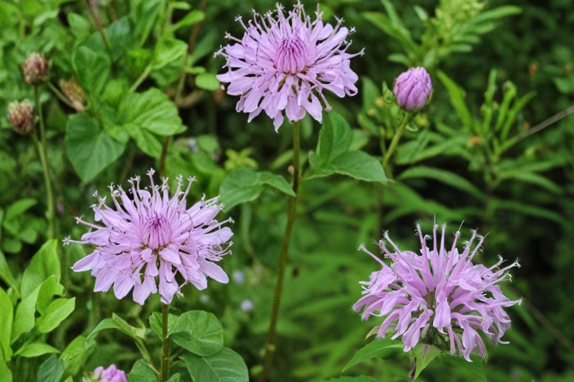 Wild Bergamot Seeds – Monarda fistulosa – Native Perennial Flower for Pollinator Gardens, Lavender to Pale Purple Blooms