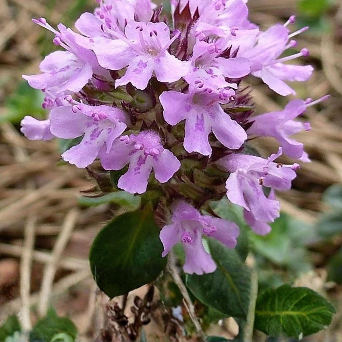 Wild Thyme Seeds, Broad Leaf Lemon Thyme Herb, Perennial Ground Cover, Thymus pulegioides, 100 Seeds