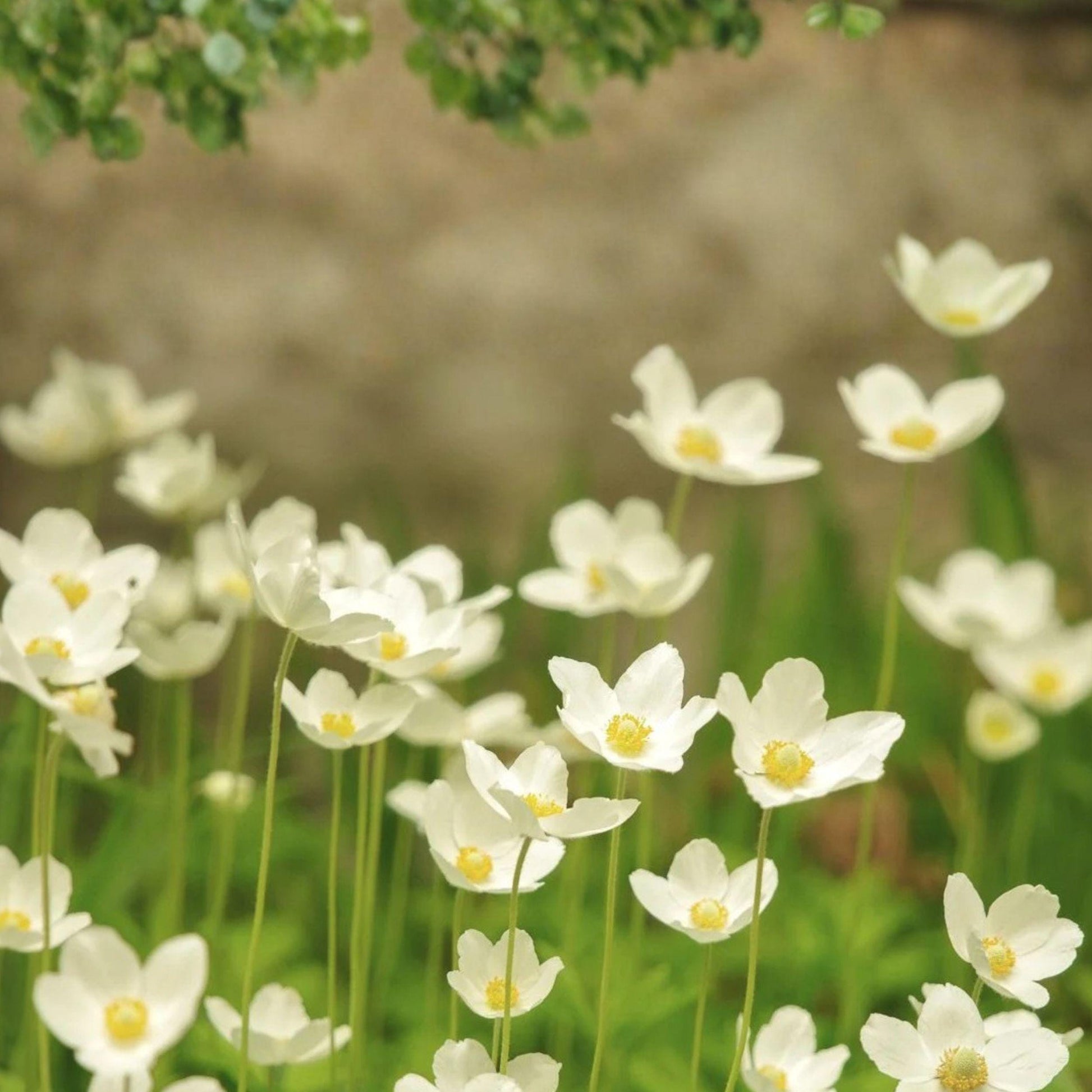 Canada Anemone Seeds - Native White Perennial Flower for Moist Soil Gardens, 25 Seeds, Anemone canadensis