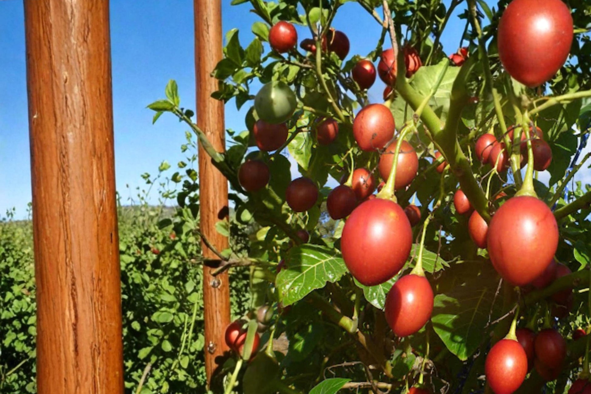 Tree Tomato Seeds – Solanum betaceum, Perennial Shrub for Fruit & Ornamental, Egg-Shaped Fruit, Tropical Plant, Warm Climate