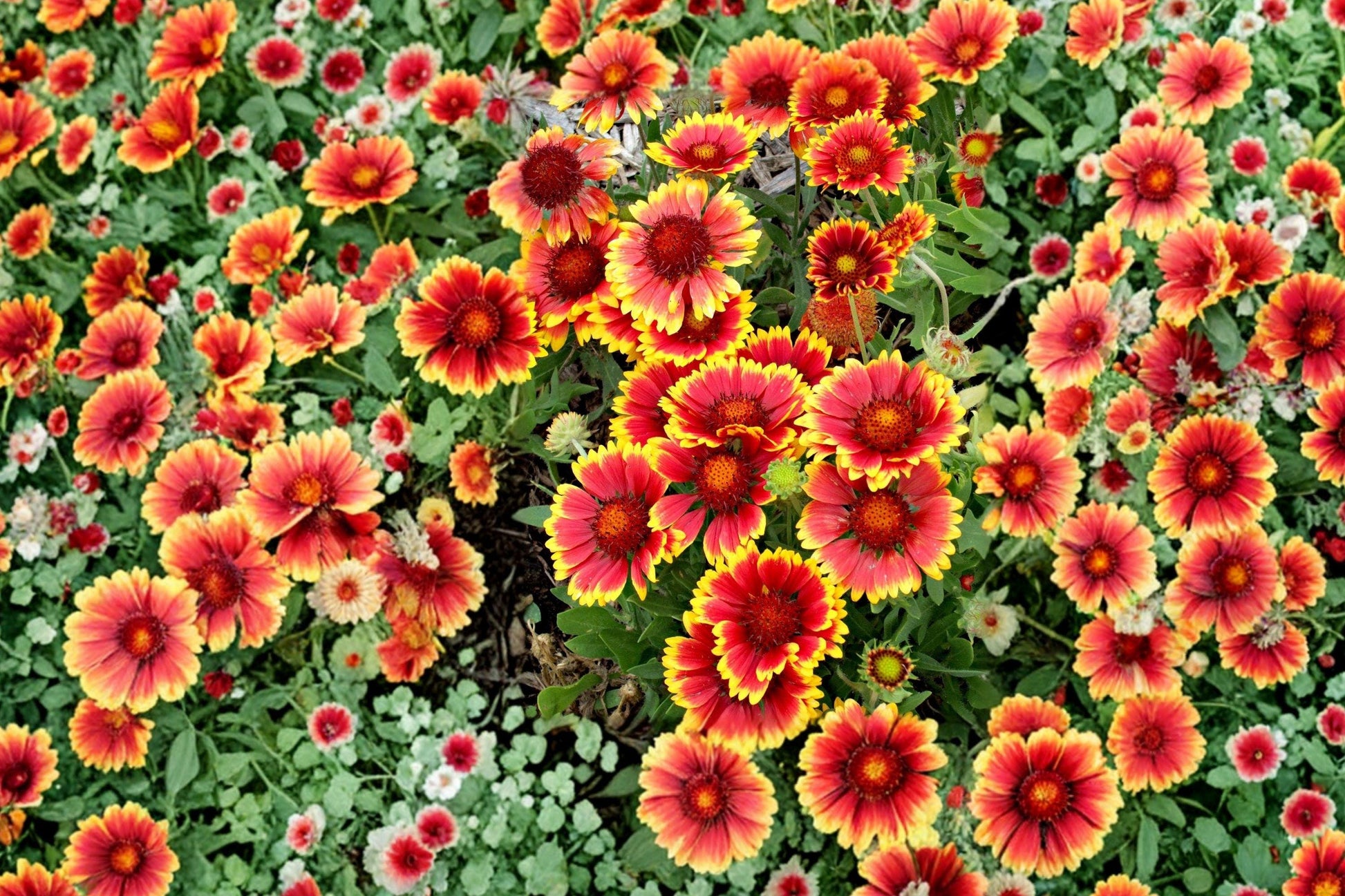 Indian Blanket Flower Seeds, Perennial Gaillardia pulchella, Red and Yellow Blooms, Drought Tolerant, Pollinator Garden Plant