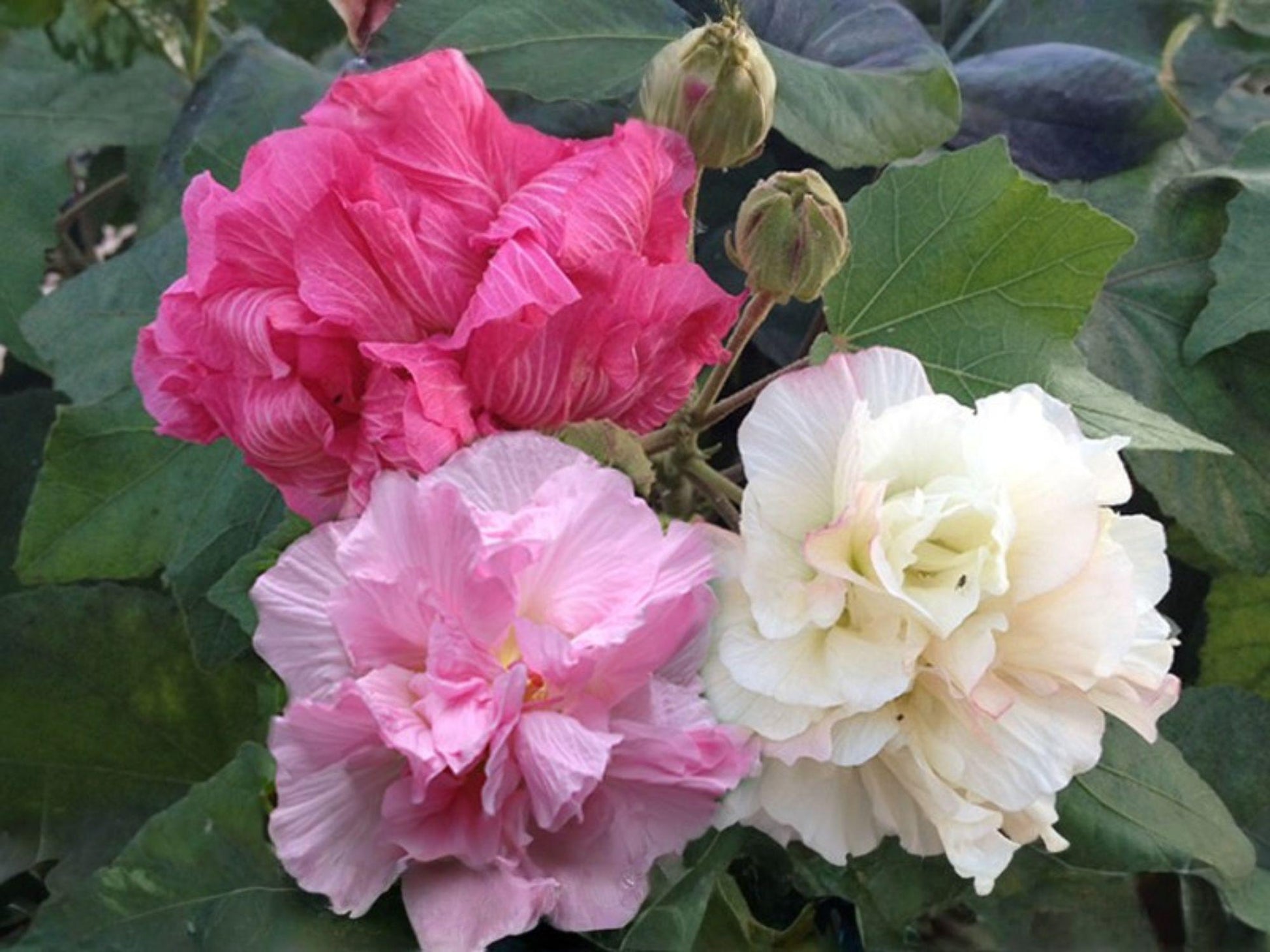 Hibiscus paramutabilis Seeds - False Confederate Rose Heirloom Non-GMO Flower Seeds for Ornamental Gardens and Pollinator Support