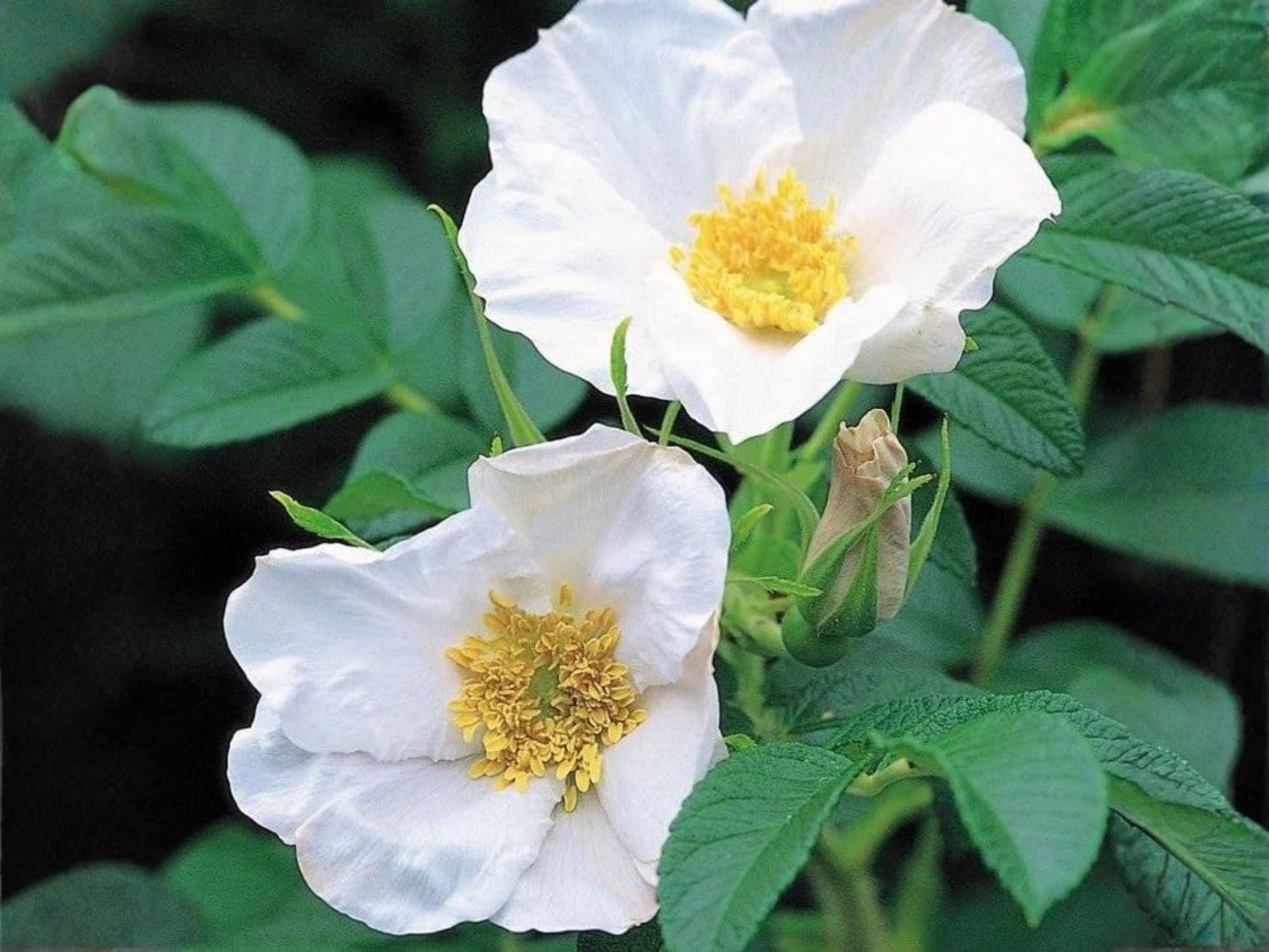 Rosa Rugosa Alba Seeds, White Beach Heirloom Rose, Fragrant Native Flower Seeds for Coastal Gardens