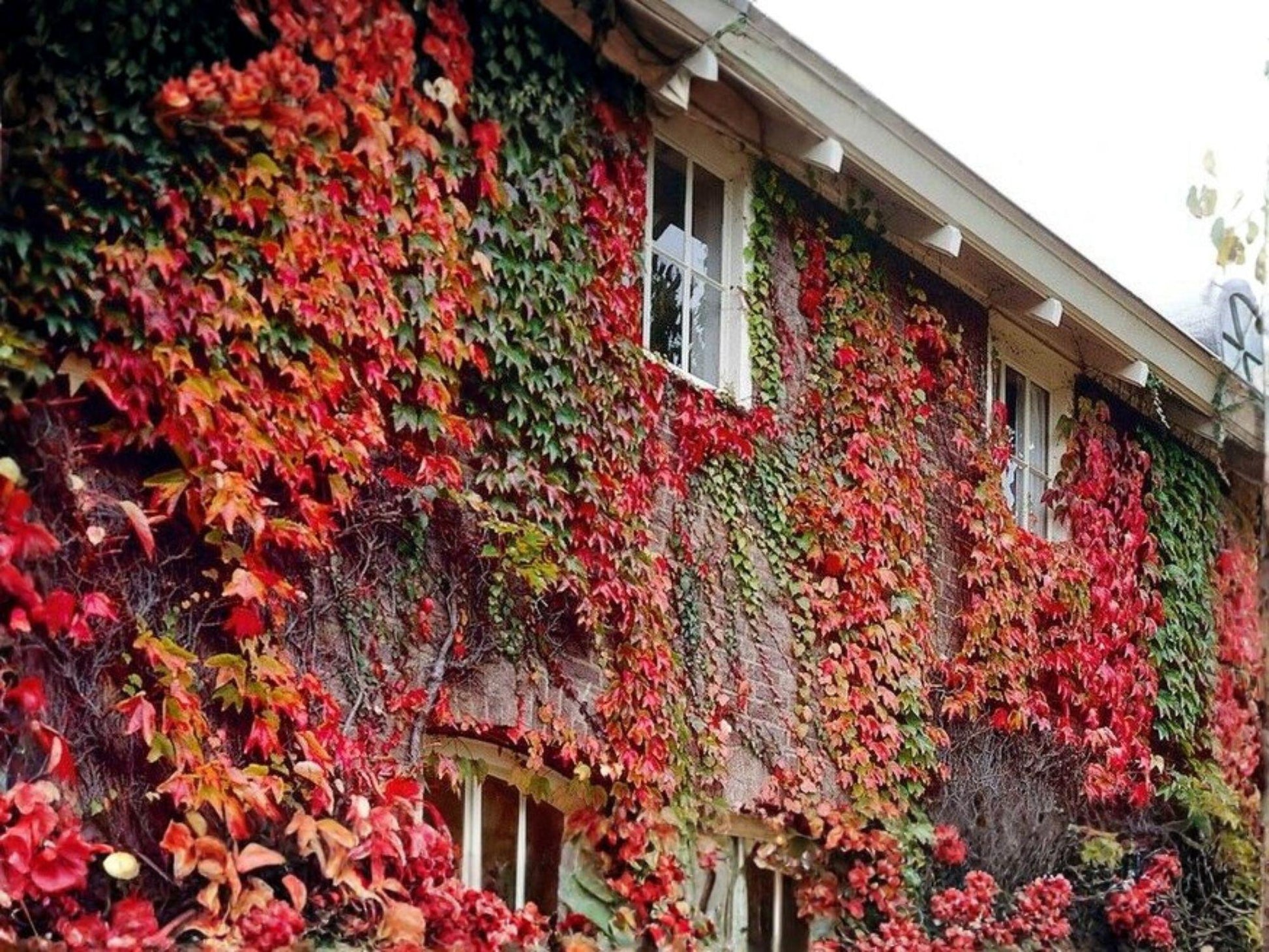 Parthenocissus tricuspidata Seeds – Boston Ivy Climbing Vine Non-GMO Heirloom for Garden Trellises & Walls